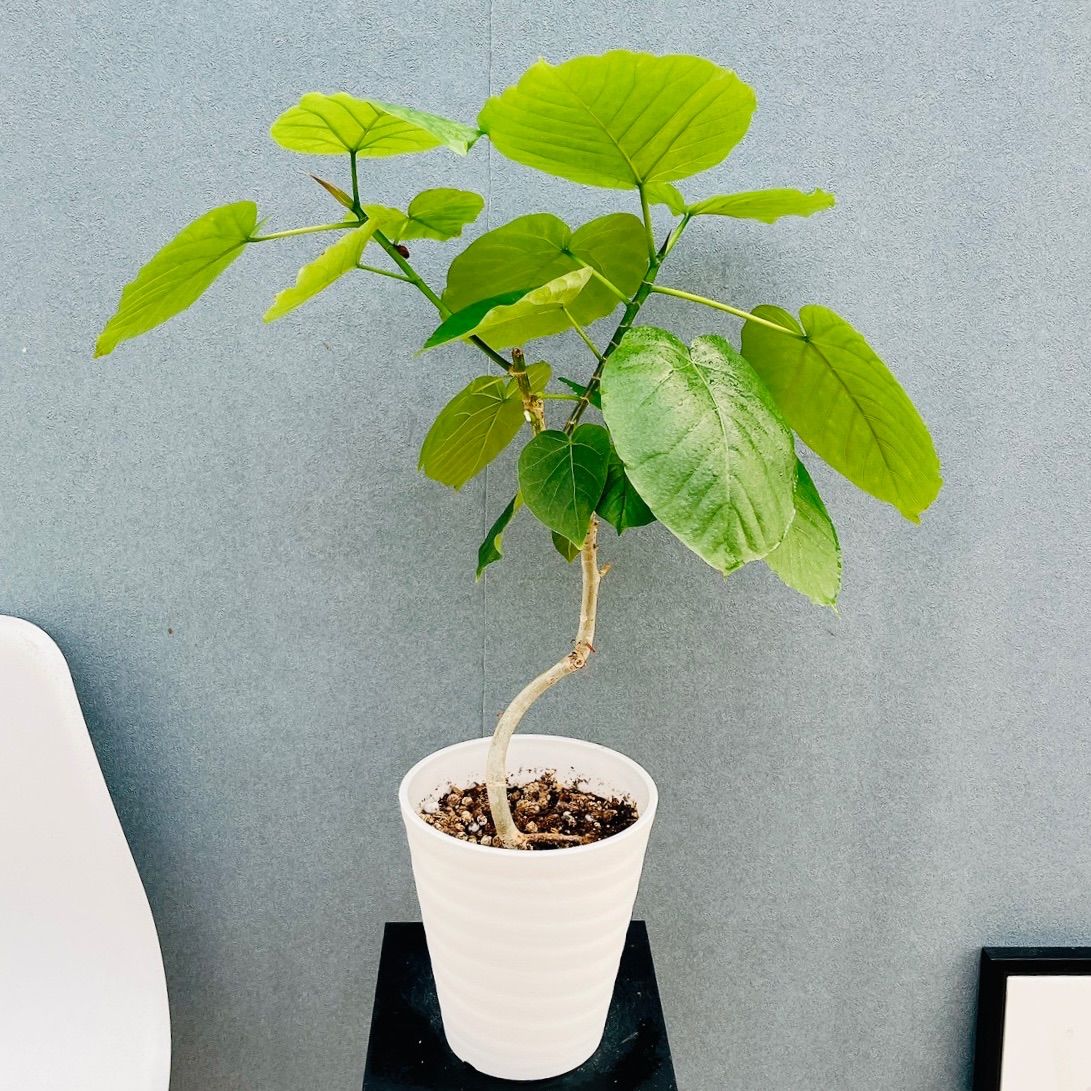 現品］♡かわいい♡ 22番 フィカス ウンベラータ 曲がり 6号 観葉植物