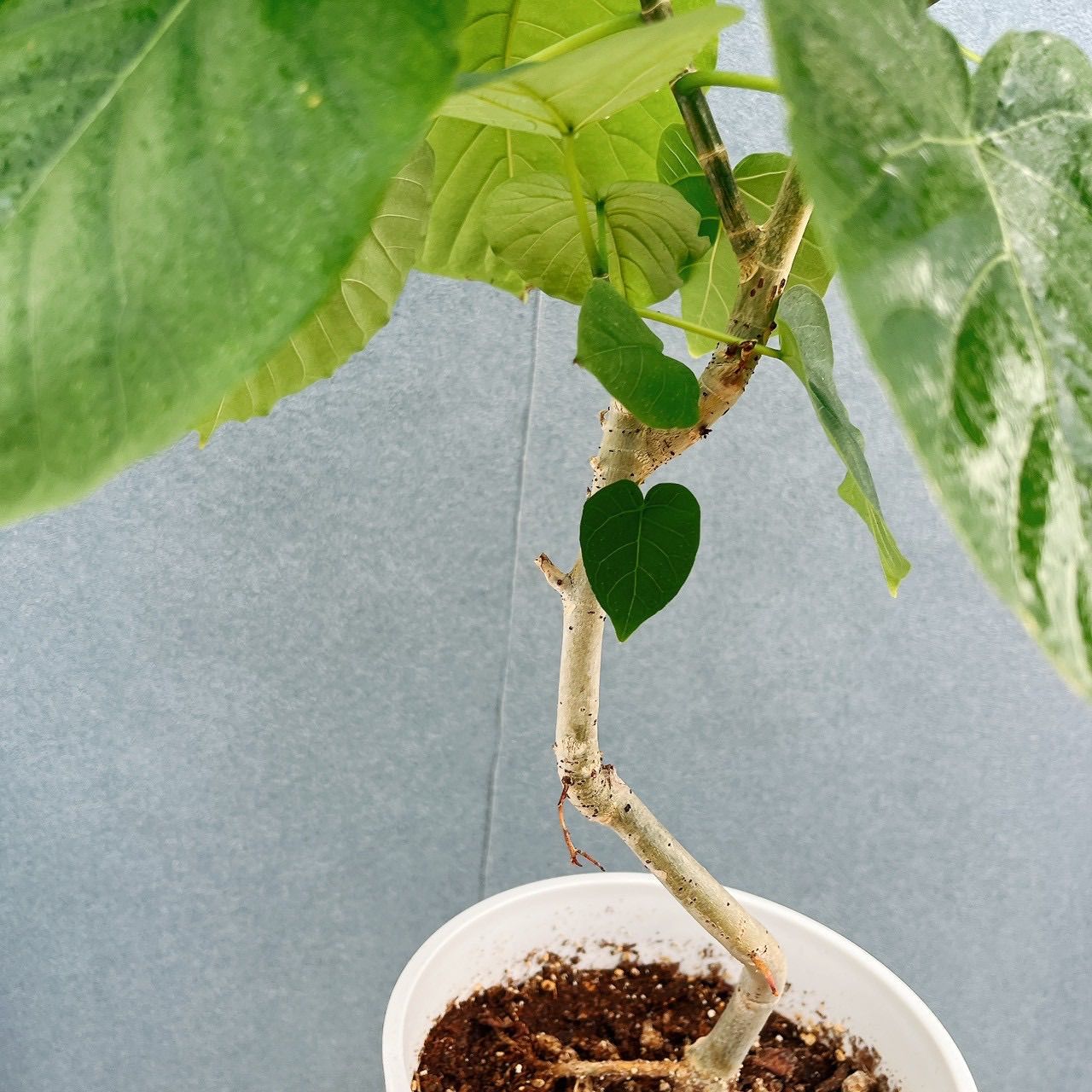 現品］♡かわいい♡ 22番 フィカス ウンベラータ 曲がり 6号 観葉植物