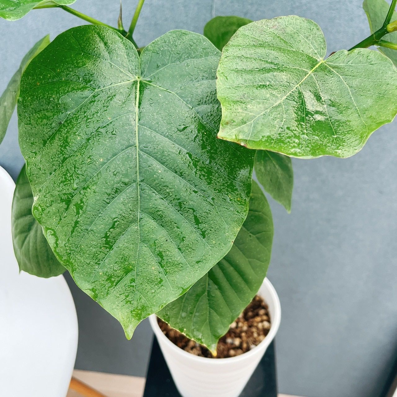 現品］♡かわいい♡ 22番 フィカス ウンベラータ 曲がり 6号 観葉植物