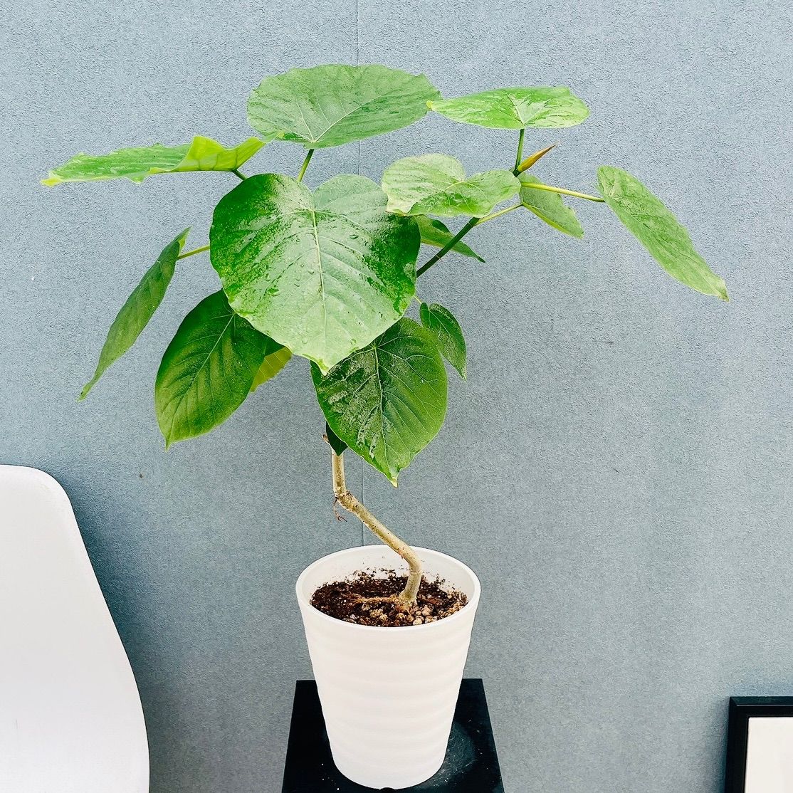 現品］♡かわいい♡ 22番 フィカス ウンベラータ 曲がり 6号 観葉植物