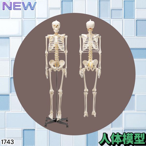 1743 全身 人体 模型 170cm 神経根有り 全身 骨格 標本 骸骨 人骨