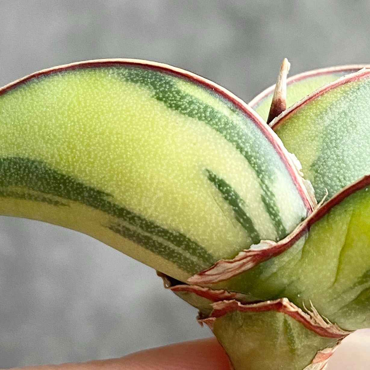 S10353白縞斑入り【極上S級 縞斑入り大株！！】サンスベリア