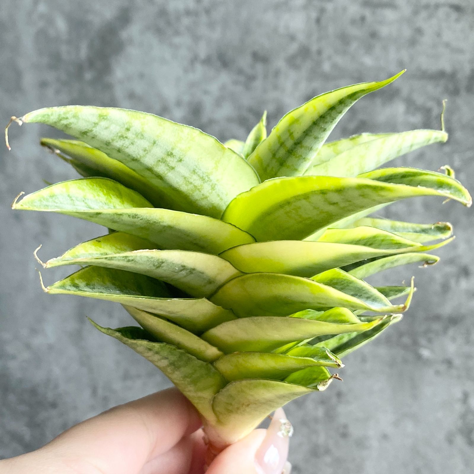 S10298【極上S級斑入り！！】サンスベリア ガブリエラ 斑入り