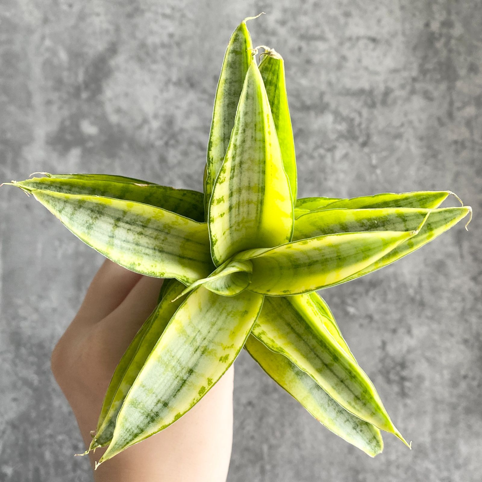 S10294【極上S級斑入り！！】サンスベリア ガブリエラ 斑入り