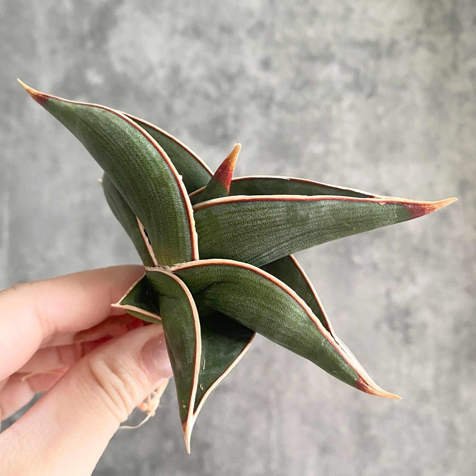 み*く様 S10445☆オークション販売☆ サンスベリア ロリダ 極上斑入り