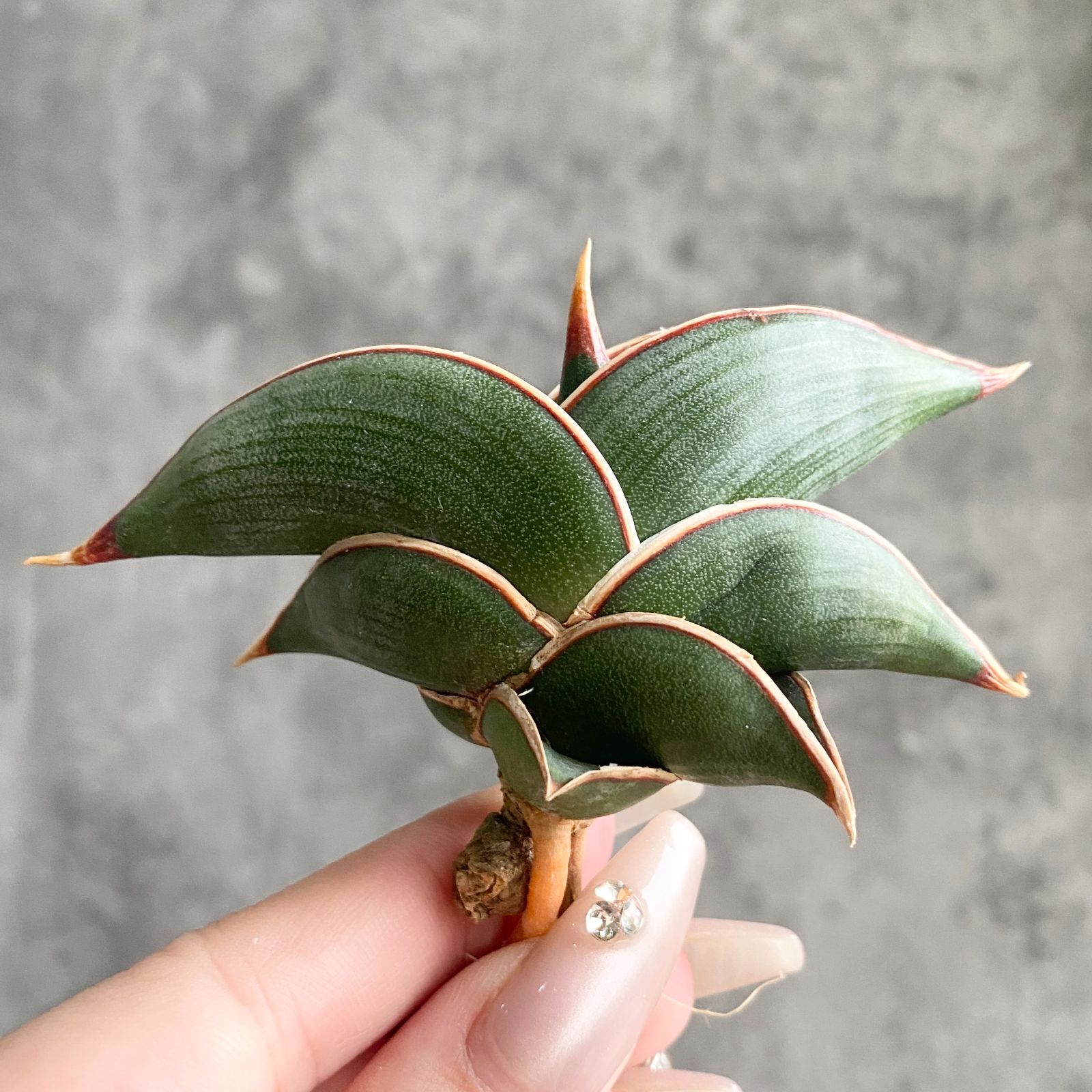 も*る様 S10649★オークション販売★ サンスベリア ロリダ 極上斑入りアウ も*る様 S10649☆オークション販売☆ サンスベリア ロリダ 極上斑入り