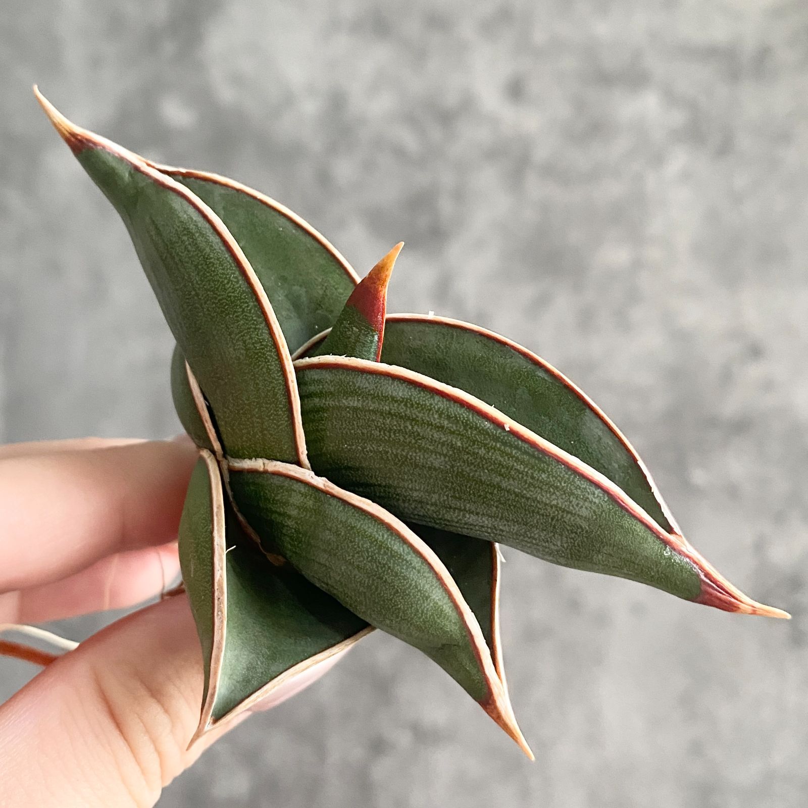 も*る様 S10649☆オークション販売☆ サンスベリア ロリダ 極上斑入り