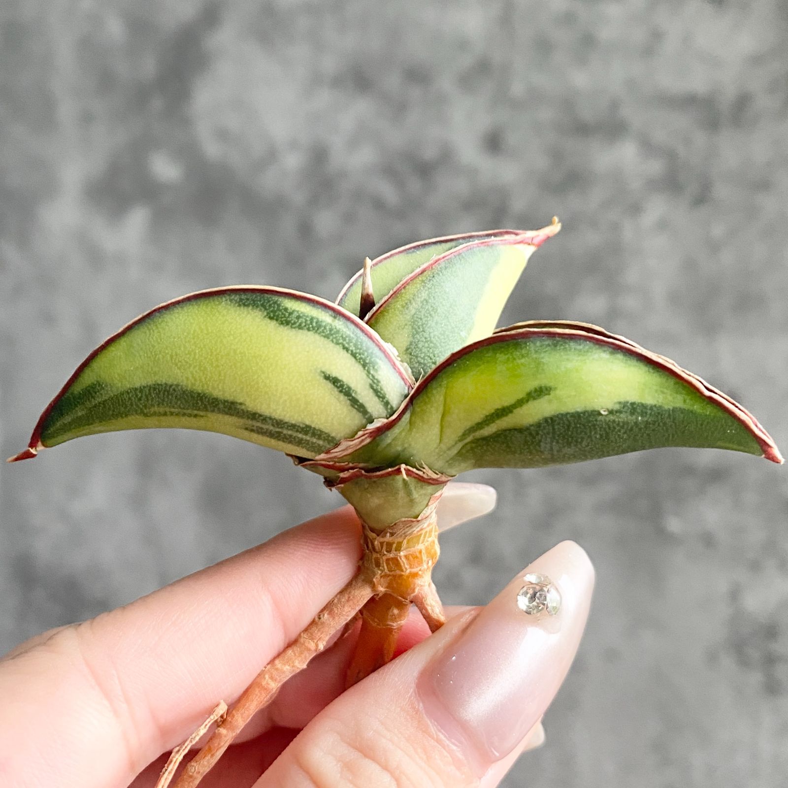 S10353白縞斑入り【極上S級 縞斑入り大株！！】サンスベリア