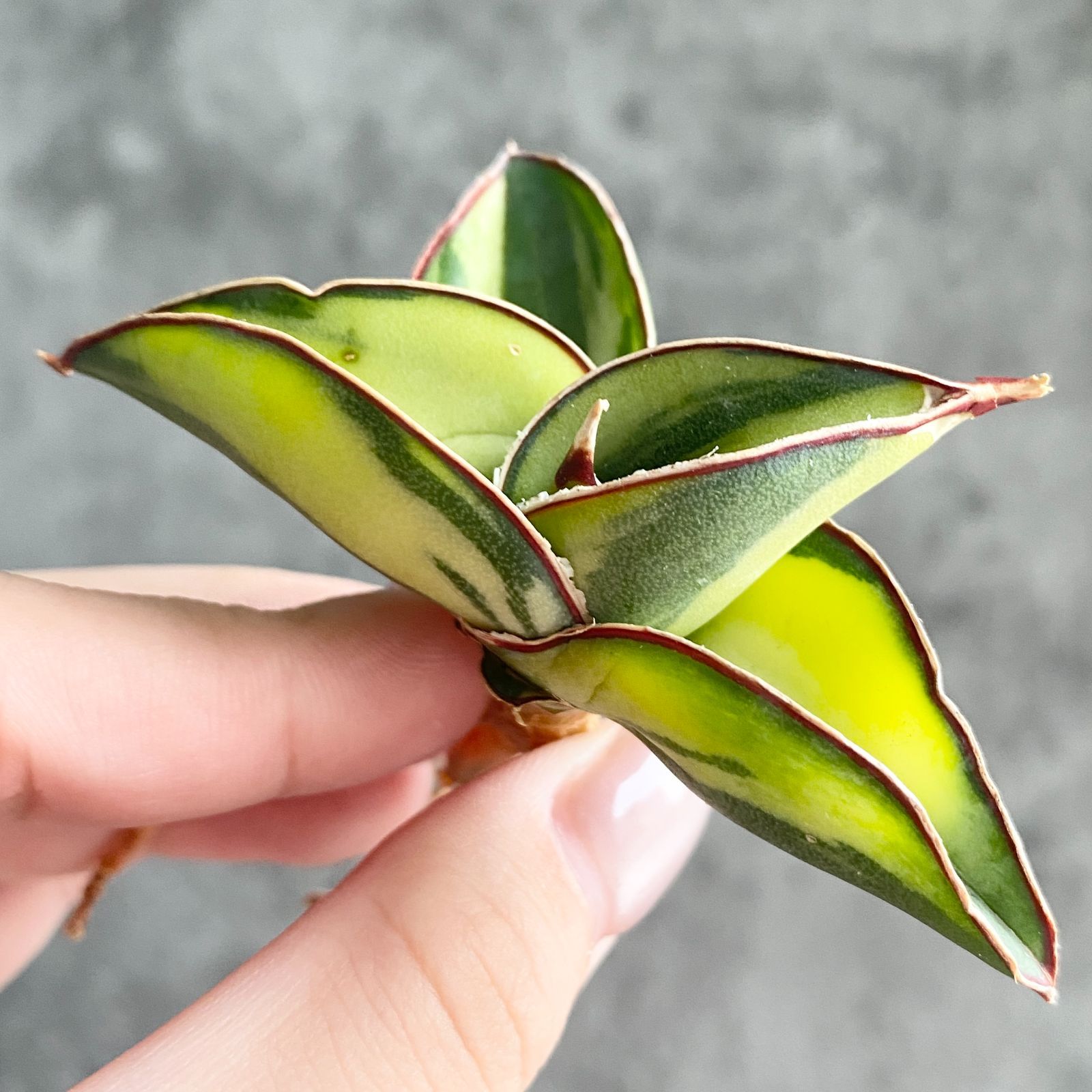 S10353白縞斑入り【極上S級 縞斑入り大株！！】サンスベリア