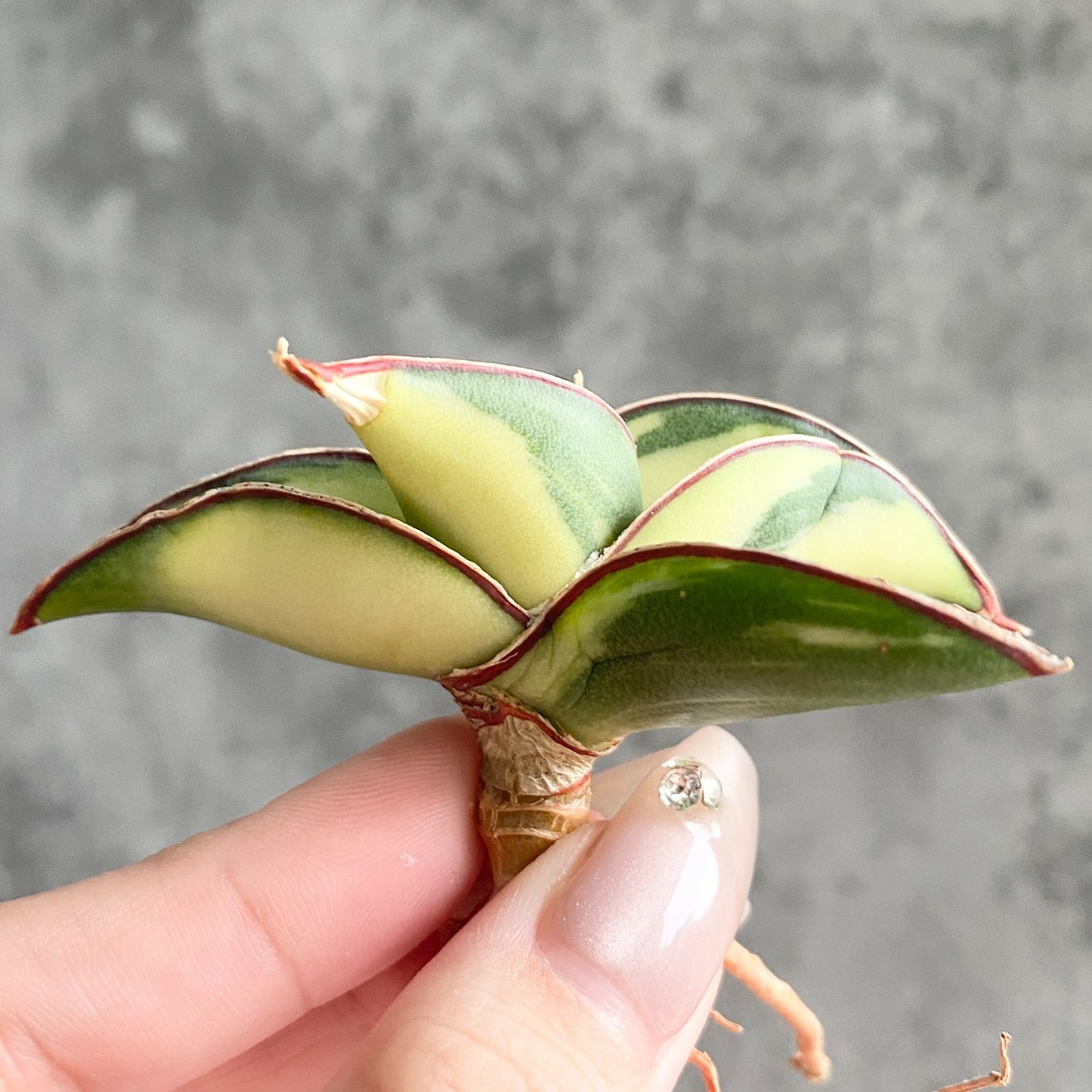 サンセベリア 斑入り品種の魅力、注意点など（サンスベリア