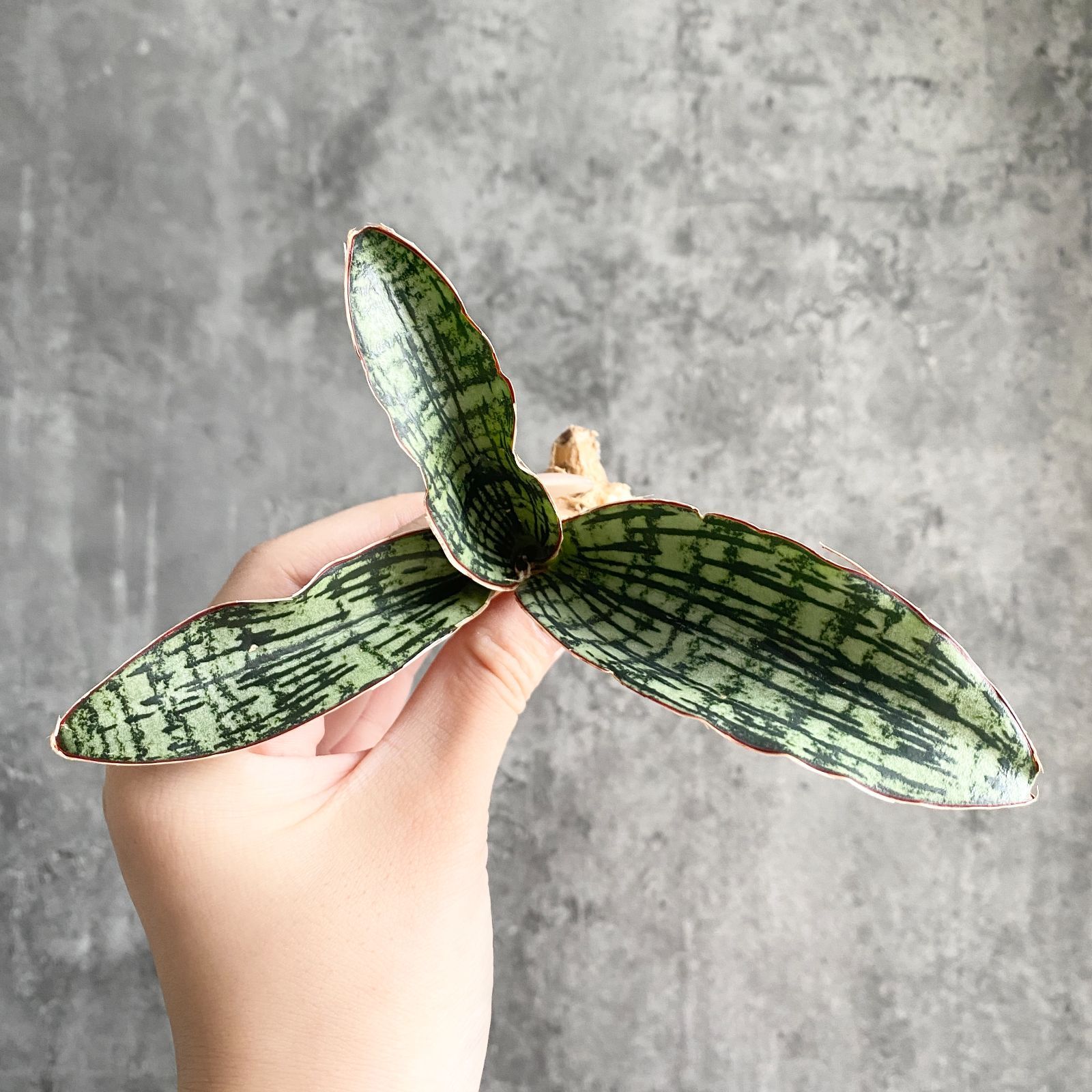 S10316【極上株！！】サンスベリア クレオパトラ Cleopatra