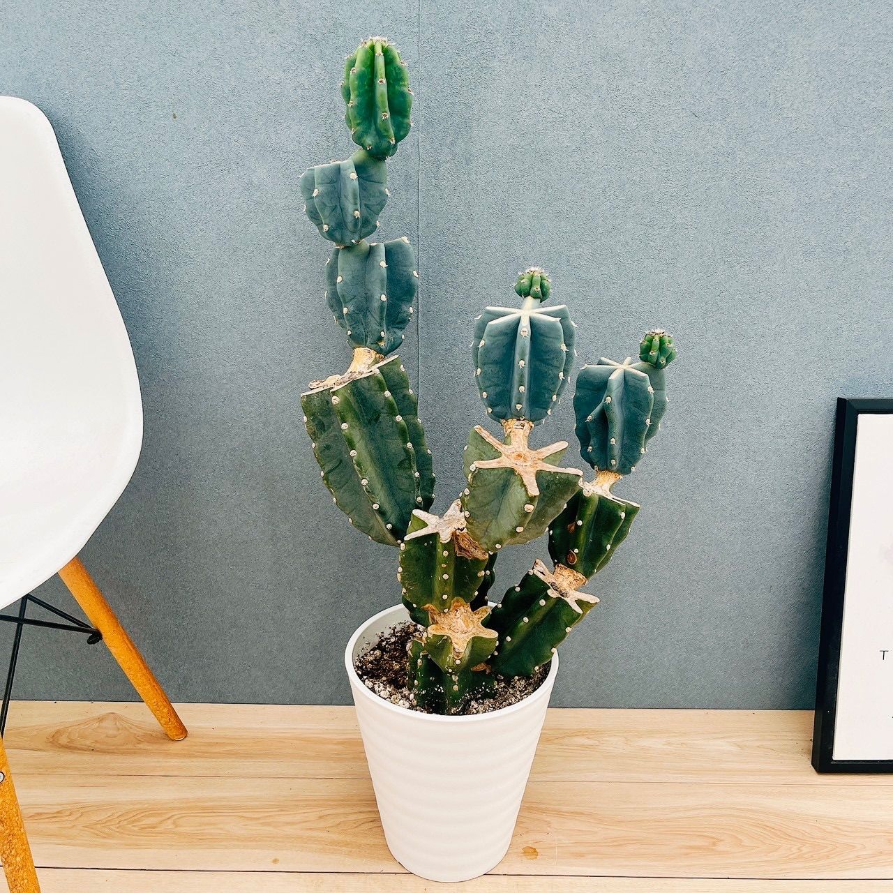 現品 2番 柱サボテン 鬼面角 ブランチ 8号 観葉植物 室内 大型 多肉植物 おしゃれ