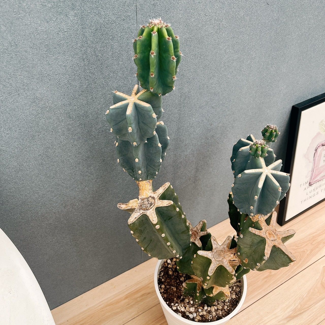 現品 2番 柱サボテン 鬼面角 ブランチ 8号 観葉植物 室内 大型 多肉植物 おしゃれ