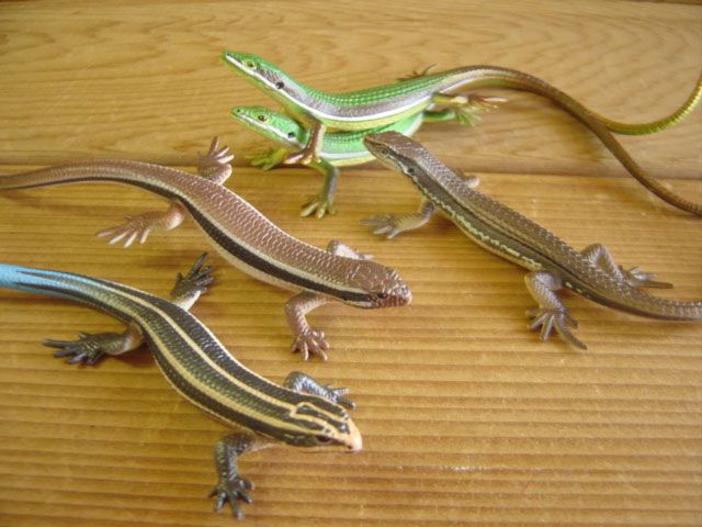 ♯Gti10HO ネイチャーテクニカラー MONO トカゲ ヤモリ マグネット 8種