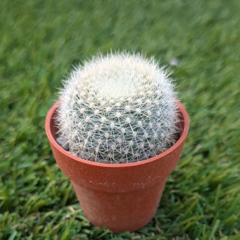 サボテン パロディア属 雪晃（1寸） - メルカリ