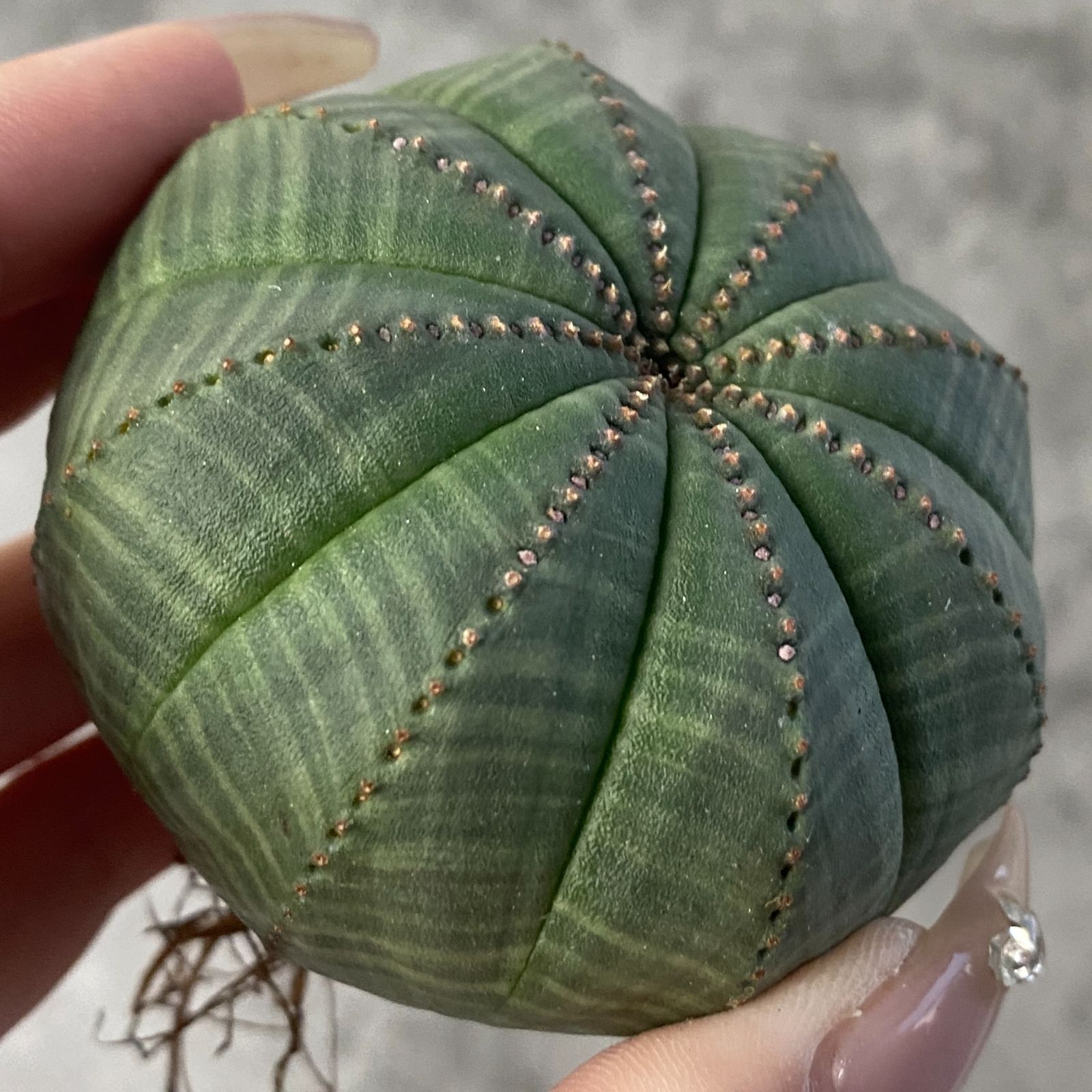 B15217☆大特価☆ 超巨大株 ユーフォルビア オベサ 園芸ネット本店