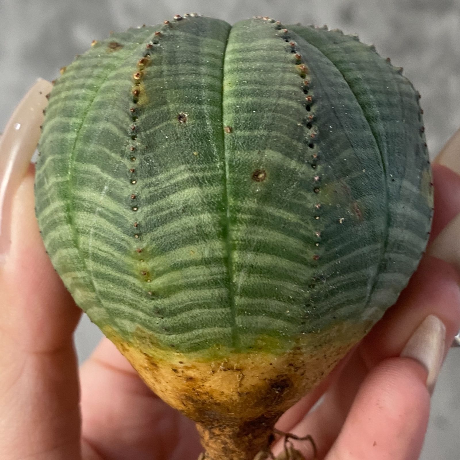 SNOOPY様 超巨大 ユーフォルビア オベサ 希少レア SNOOPY様 超巨大 ユーフォルビア オベサ 希少レア SNOOPY様 超巨大