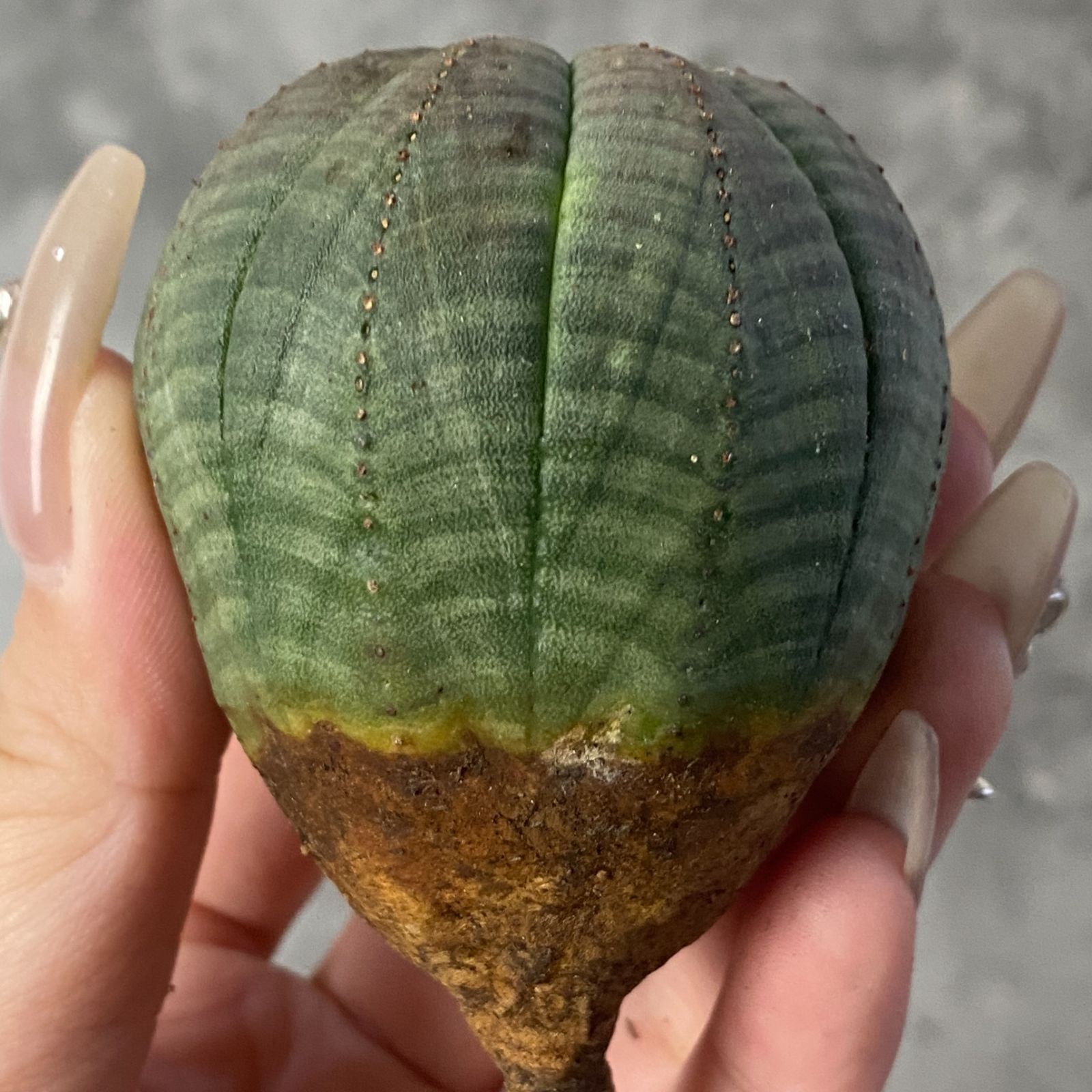 B15225☆大特価☆ 超巨大株 ユーフォルビア オベサ 【スペイン産】9稜