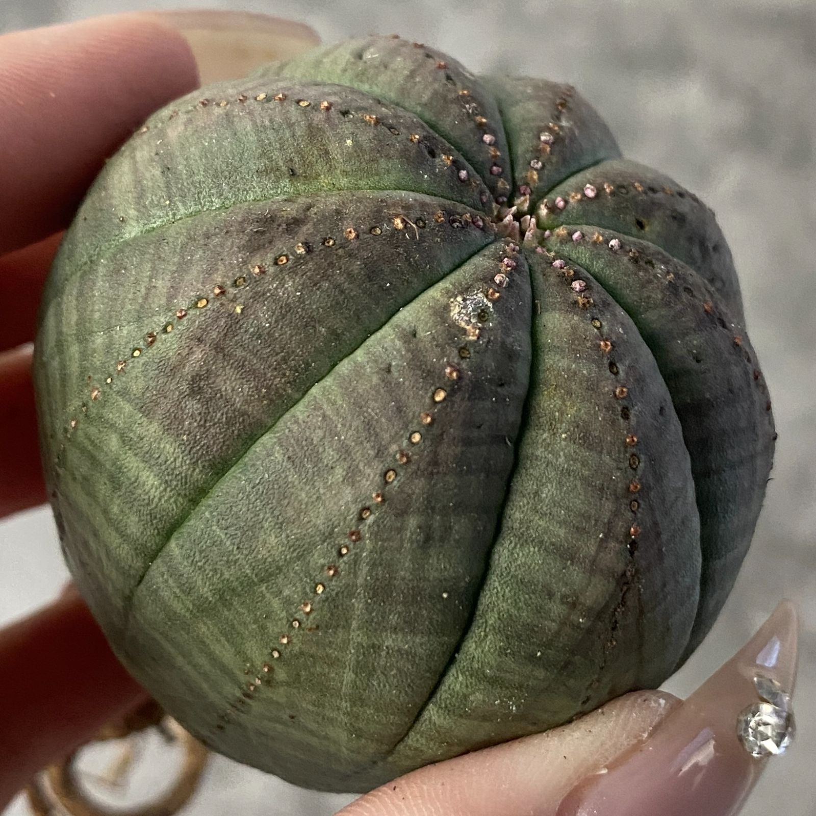 B15225☆大特価☆ 超巨大株 ユーフォルビア オベサ 【直径9cmの大株