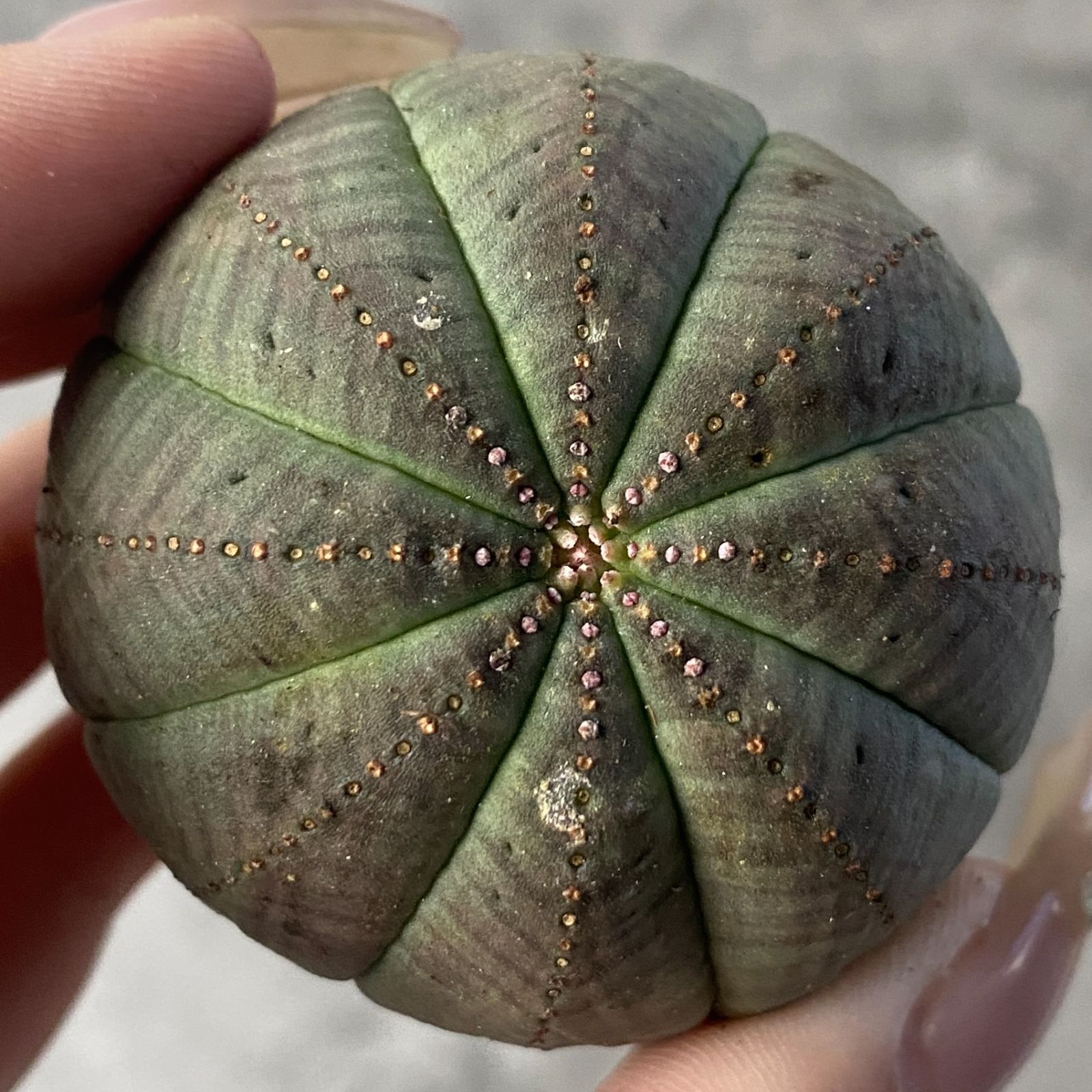 B15225☆大特価☆ 超巨大株 ユーフォルビア オベサ 大きいサイズ】美形