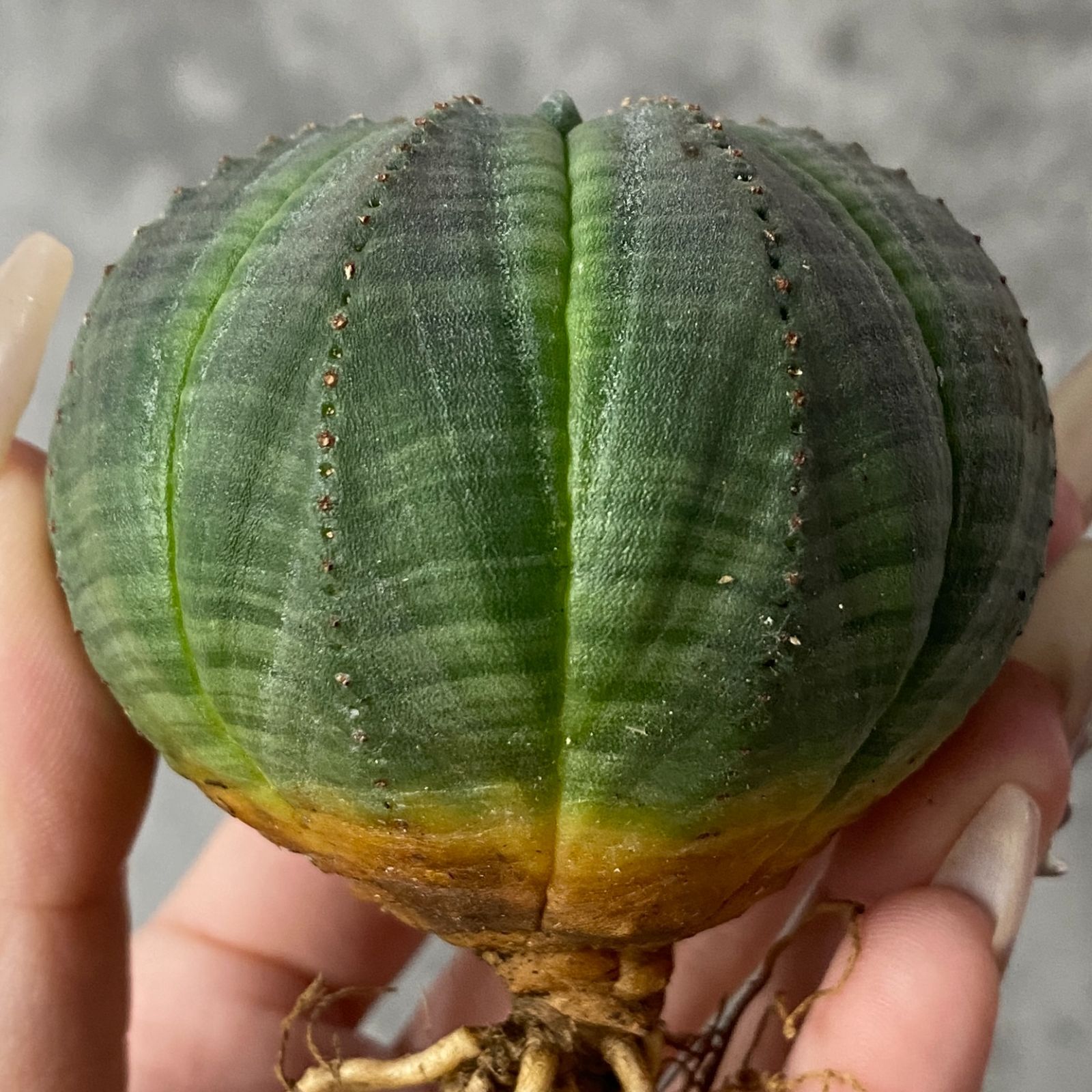 B15227☆大特価☆ 超巨大株 ユーフォルビア オベサ Yahoo!オークション