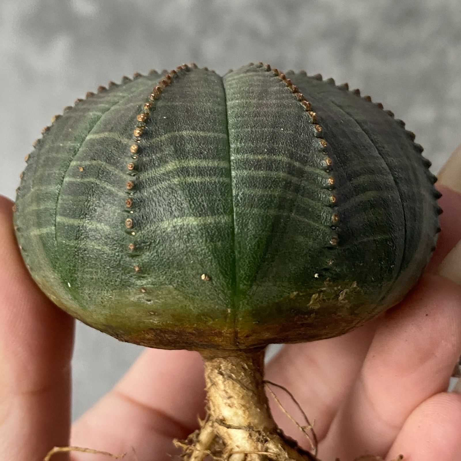 観葉植物 B15233☆大特価☆ 超巨大株 ユーフォルビア オベサ