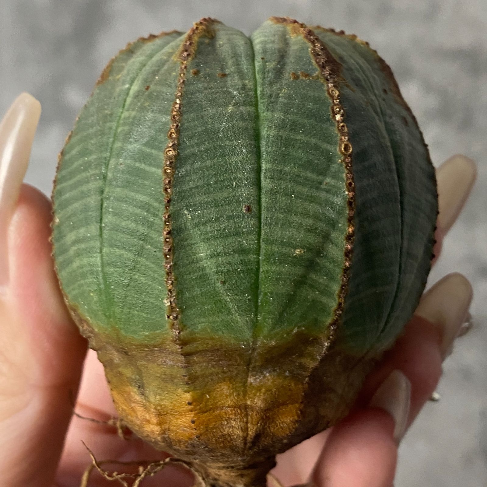 k*︎様 B15701★オークション★ユーフォルビア オベサ 超巨大ヴィンテージ B15701☆オークション☆ユーフォルビア オベサ 超巨大ヴィンテージ株