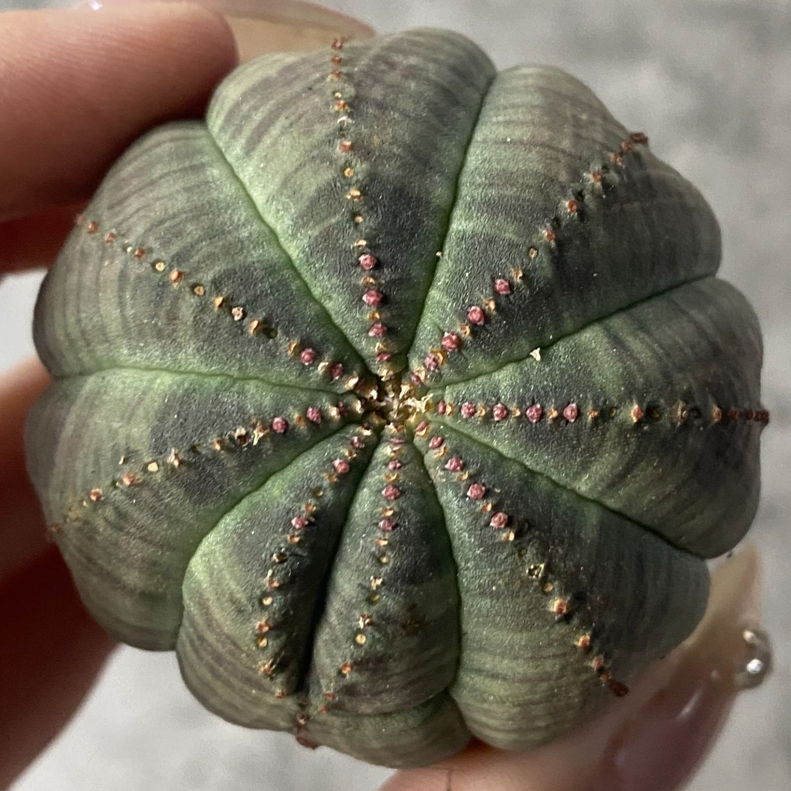 B15235☆大特価☆ 超巨大株 ユーフォルビア オベサ ユーフォルビア