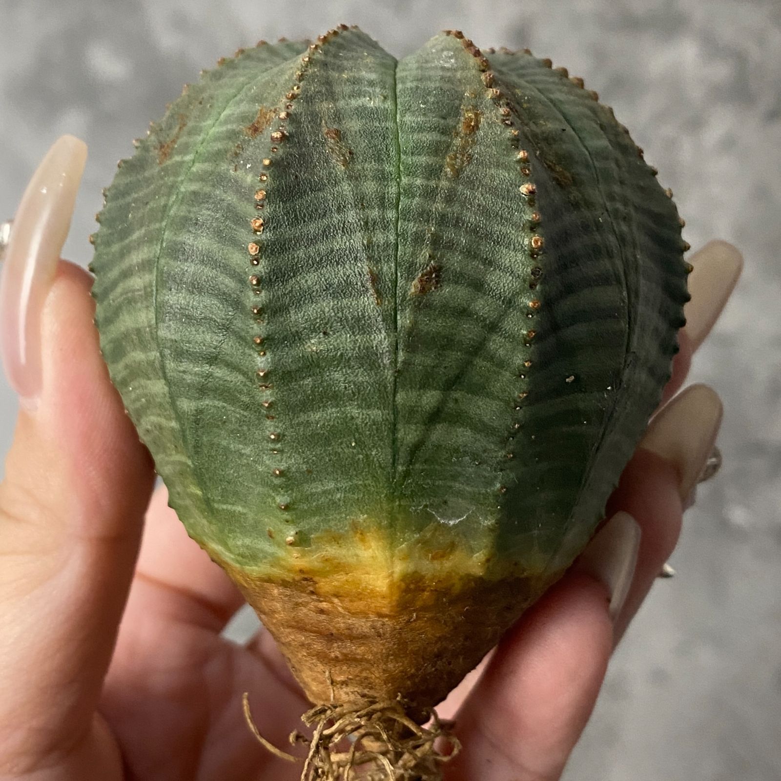 B15237☆大特価☆ 超巨大株 ユーフォルビア オベサ - メルカリ