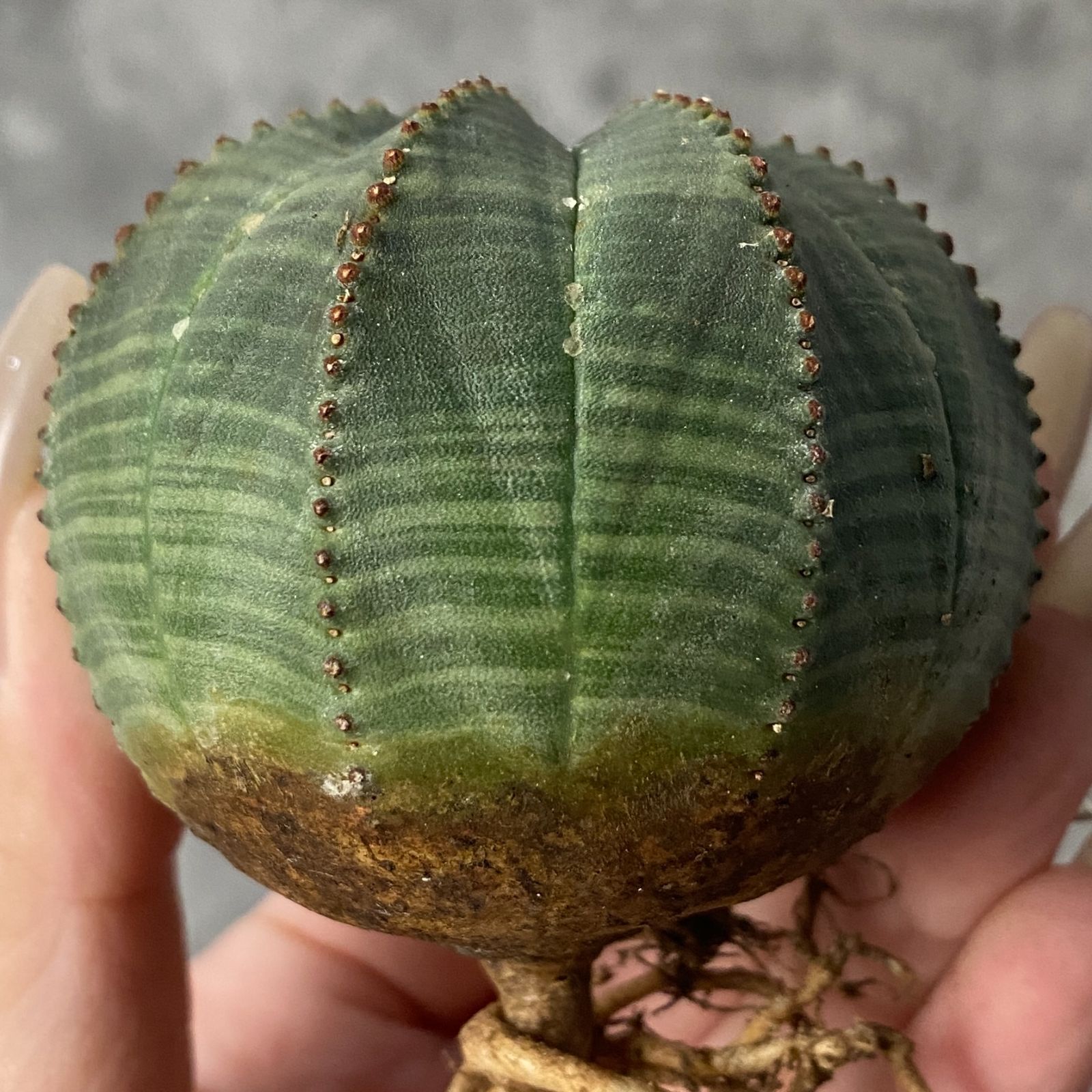 富田利吉郎 原画真作 水彩画 第九回個展「停車場のある風景」出品作