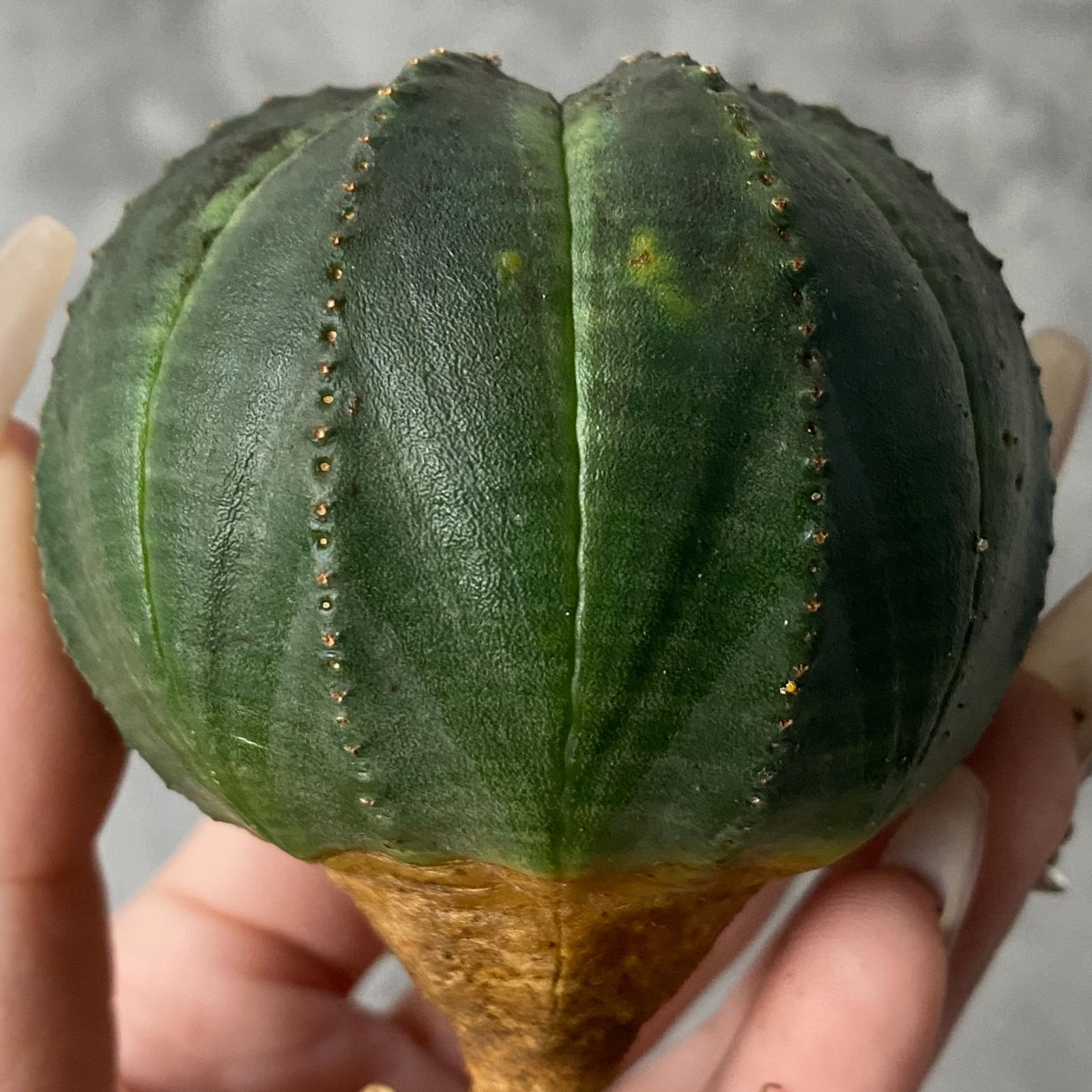 B15243☆大特価☆ 超巨大株 ユーフォルビア オベサ 多肉植物&サボテン