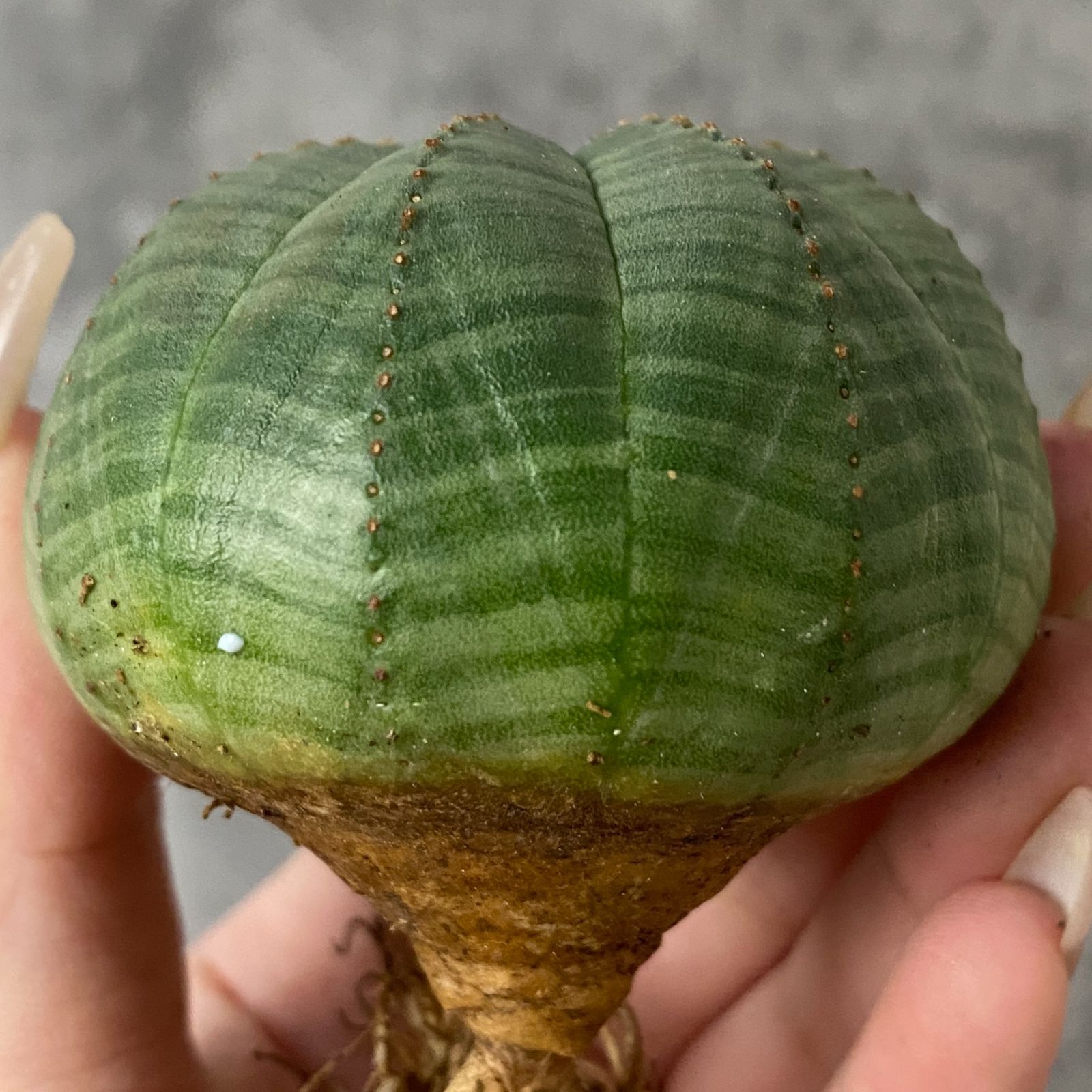 や*わ様 B15565☆オークション販売☆ユーフォルビア オベサ 選抜極上