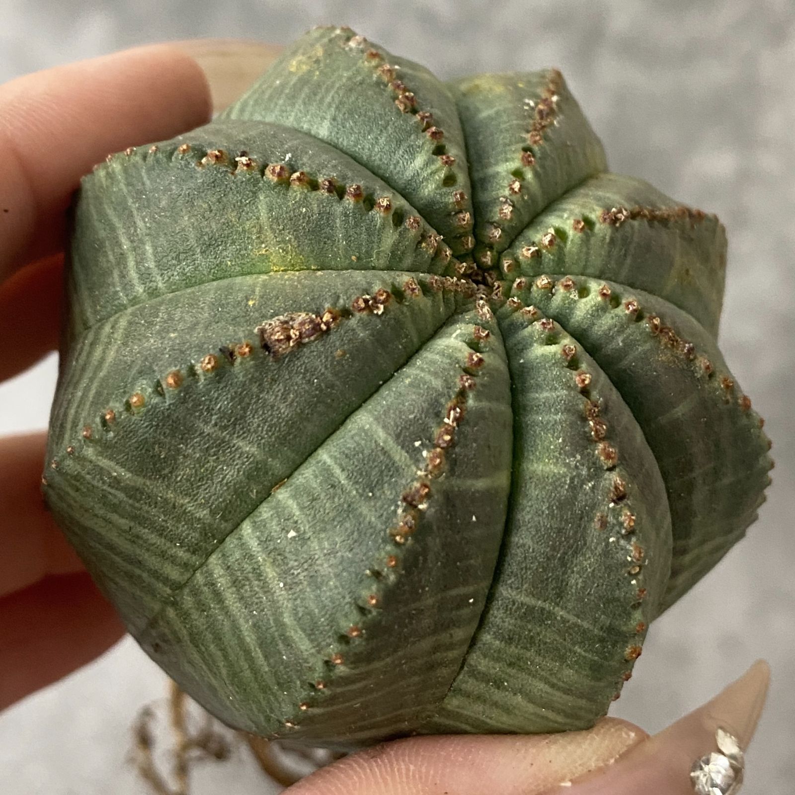 B15225☆大特価☆ 超巨大株 ユーフォルビア オベサ 【スペイン産】9稜