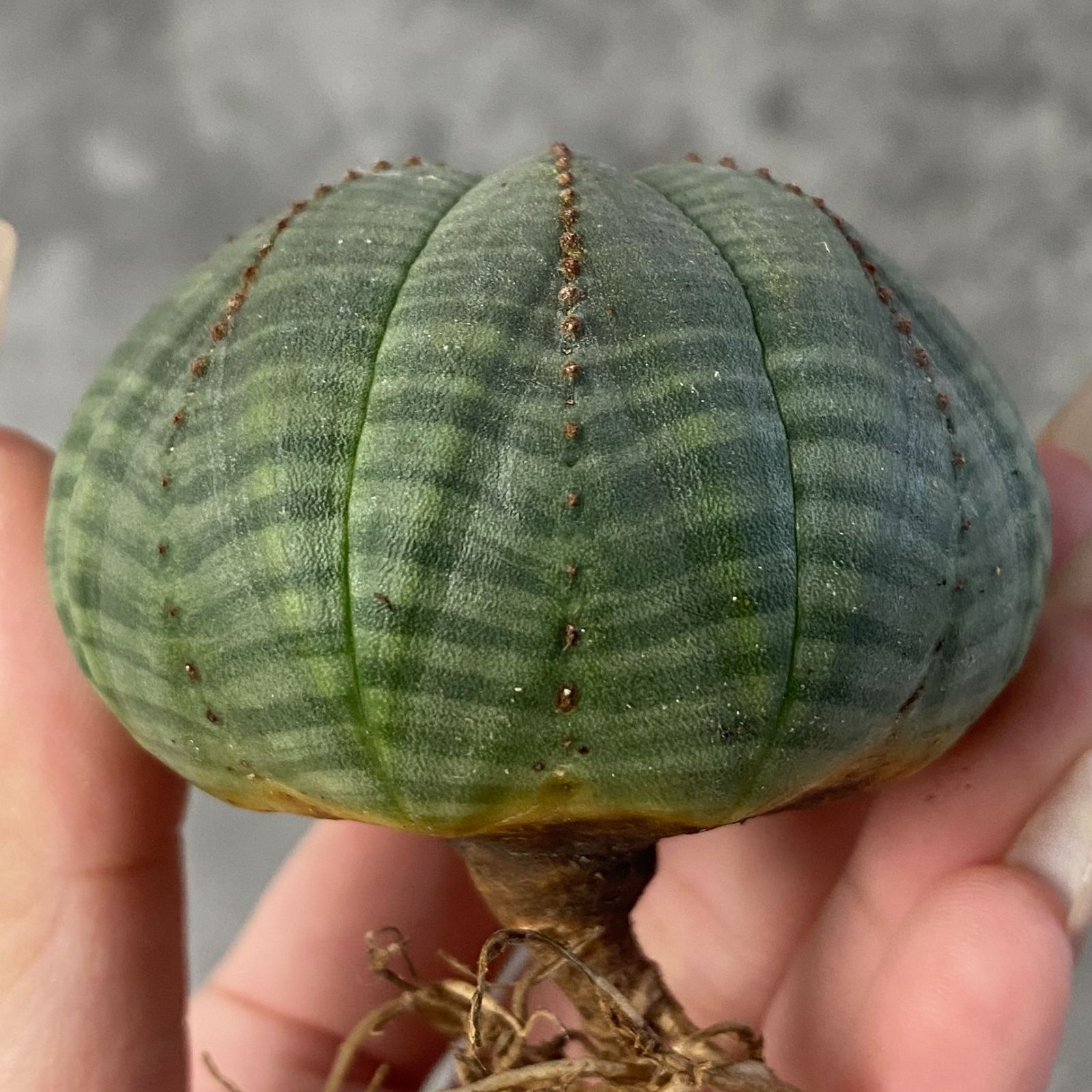 B15212☆大特価☆ 超巨大株 ユーフォルビア オベサ - メルカリ