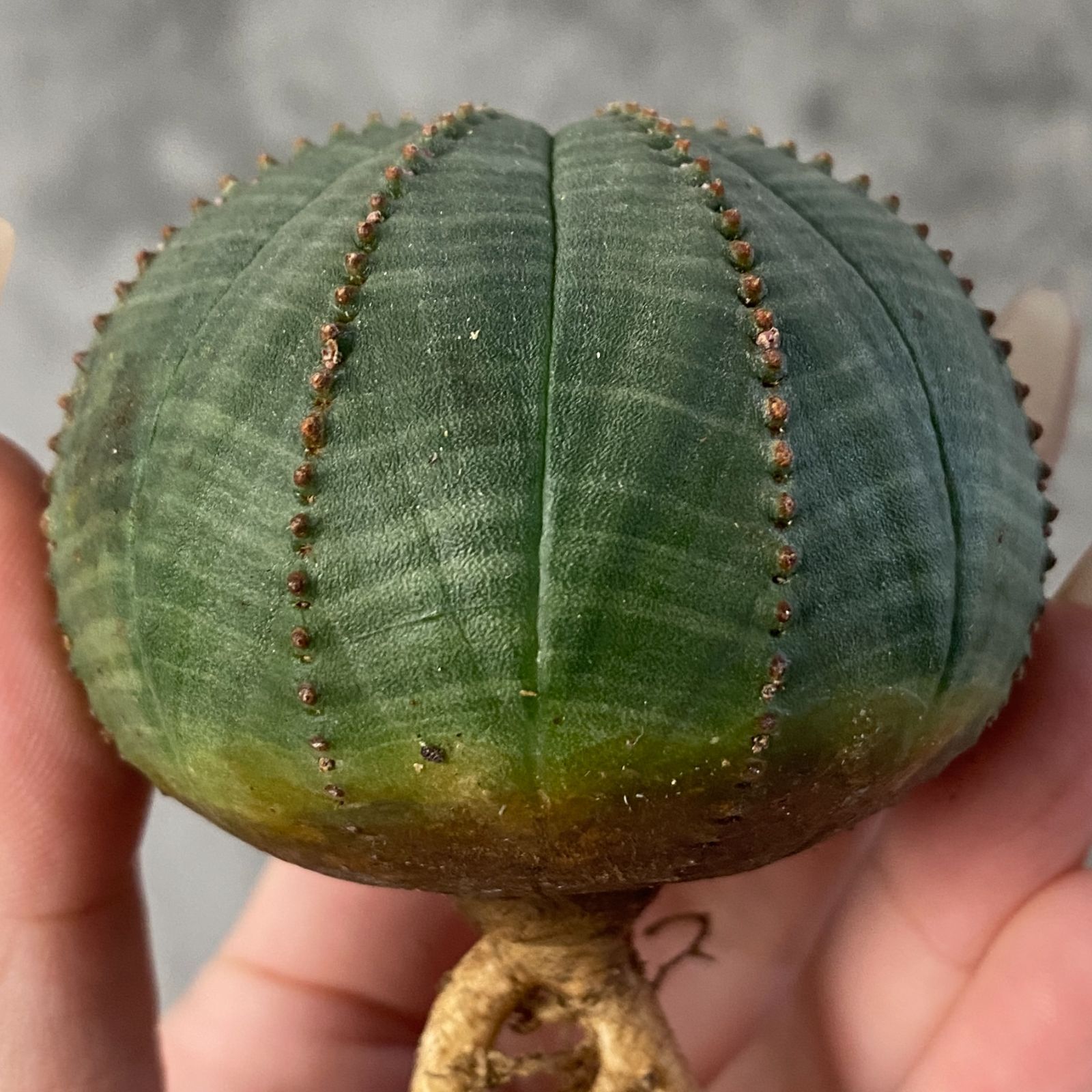 B15213☆大特価☆ 超巨大株 ユーフォルビア オベサ - メルカリ