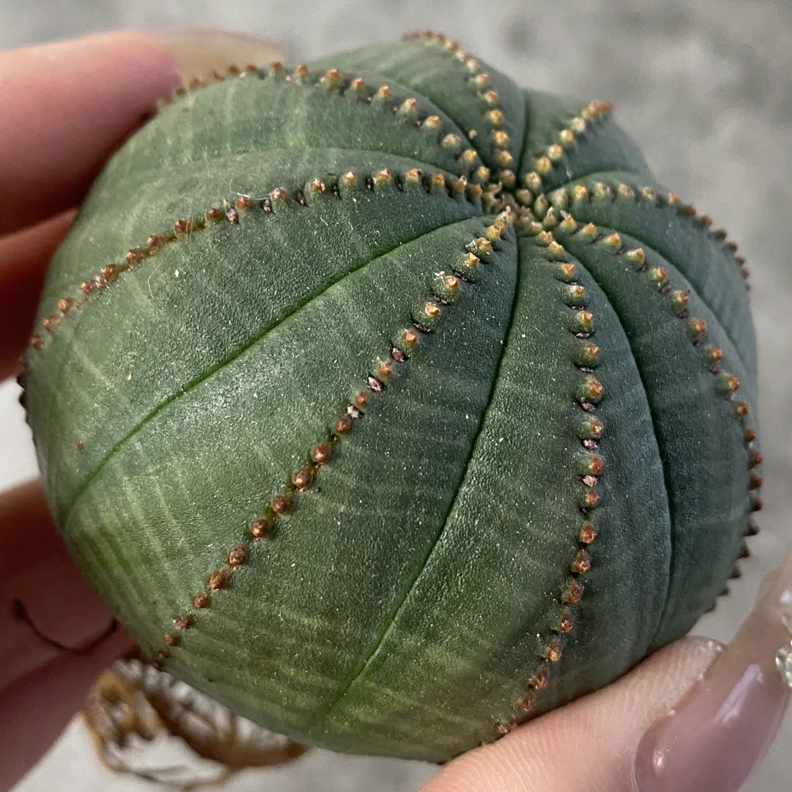 B15213☆大特価☆ 超巨大株 ユーフォルビア オベサ - メルカリ