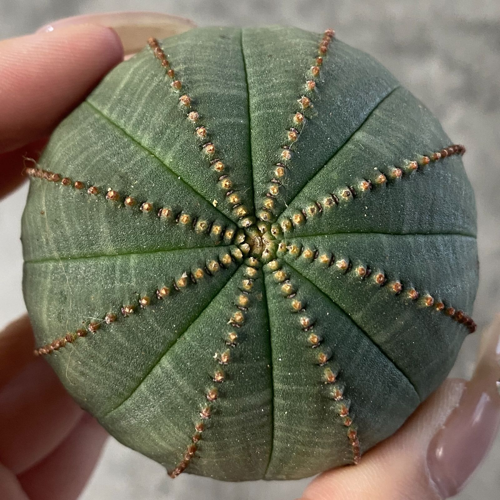 B15213☆大特価☆ 超巨大株 ユーフォルビア オベサ - メルカリ