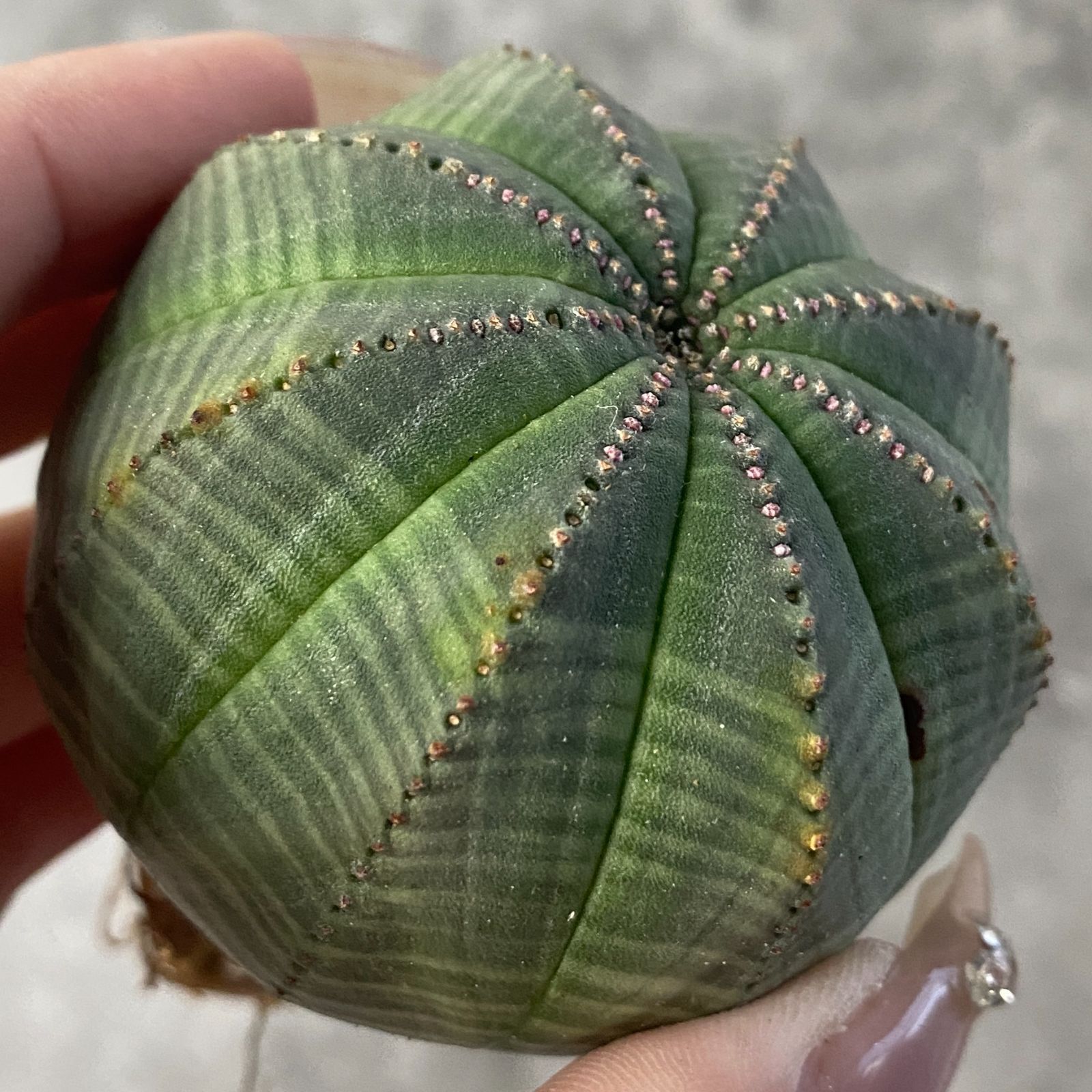 SNOOPY様 超巨大 ユーフォルビア オベサ 希少レア SNOOPY様 超巨大 ユーフォルビア オベサ 希少レア SNOOPY様 超巨大