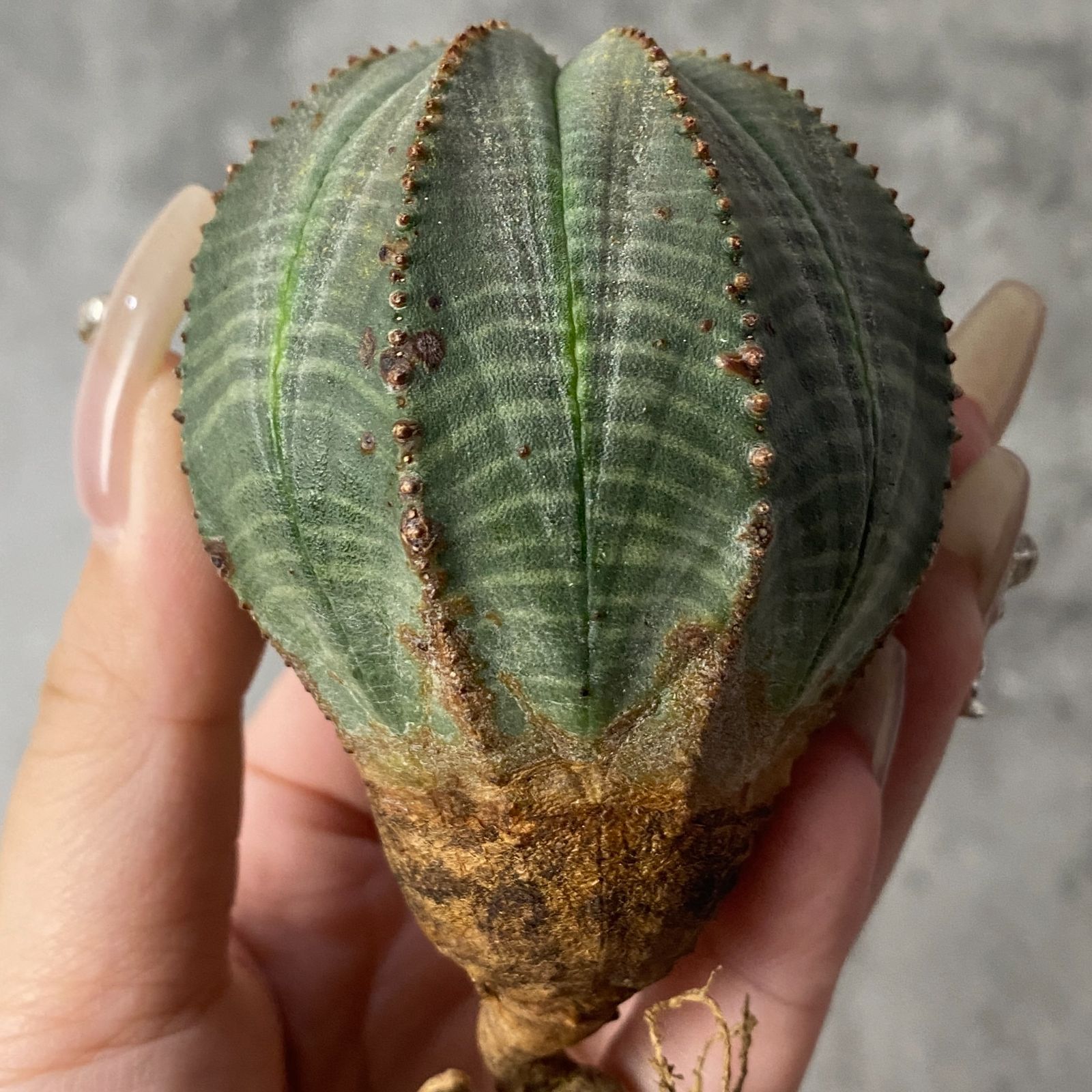 B15239☆大特価☆ 超巨大株 ユーフォルビア オベサ B15231☆大特価☆ 超