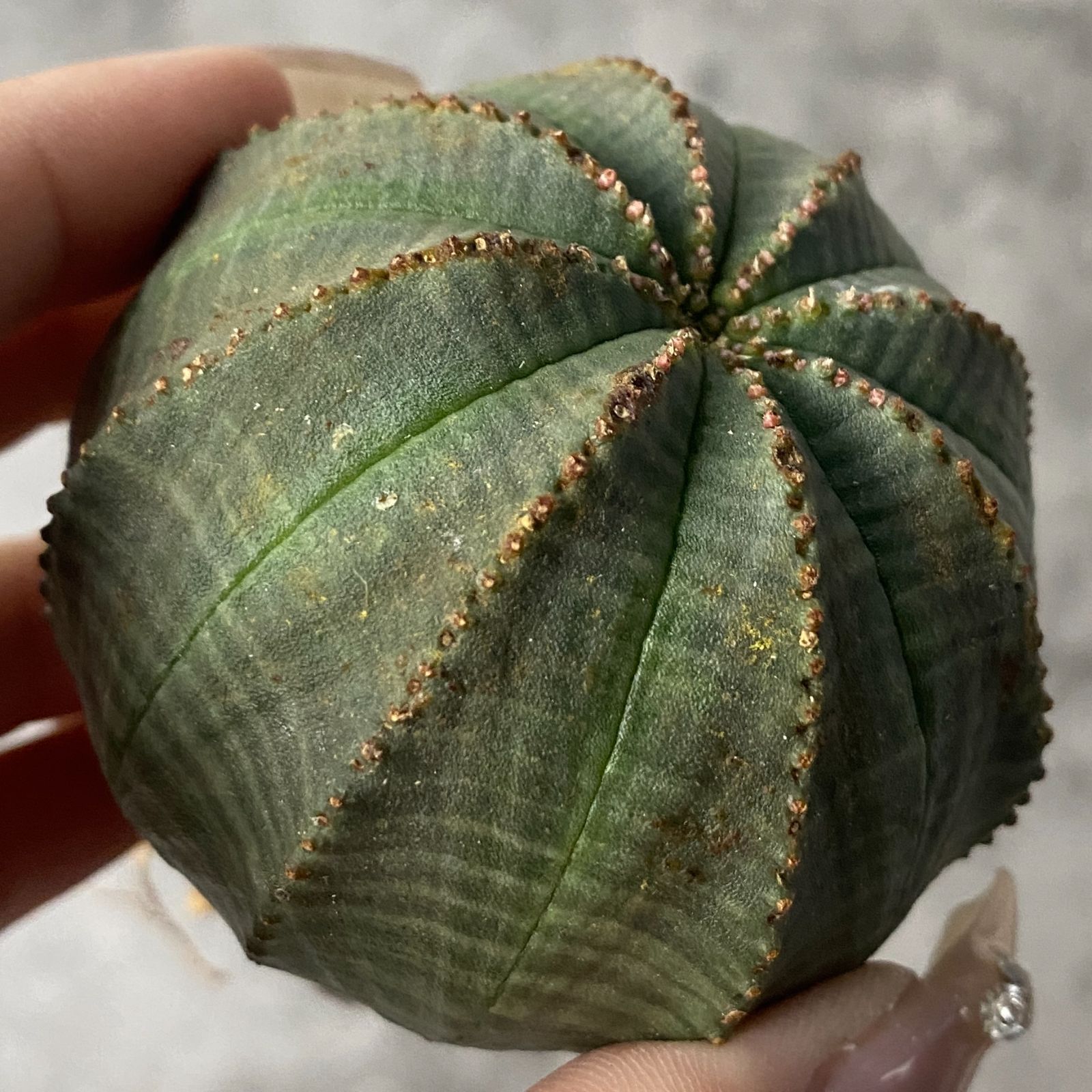 B15237☆大特価☆ 超巨大株 ユーフォルビア オベサ - メルカリ