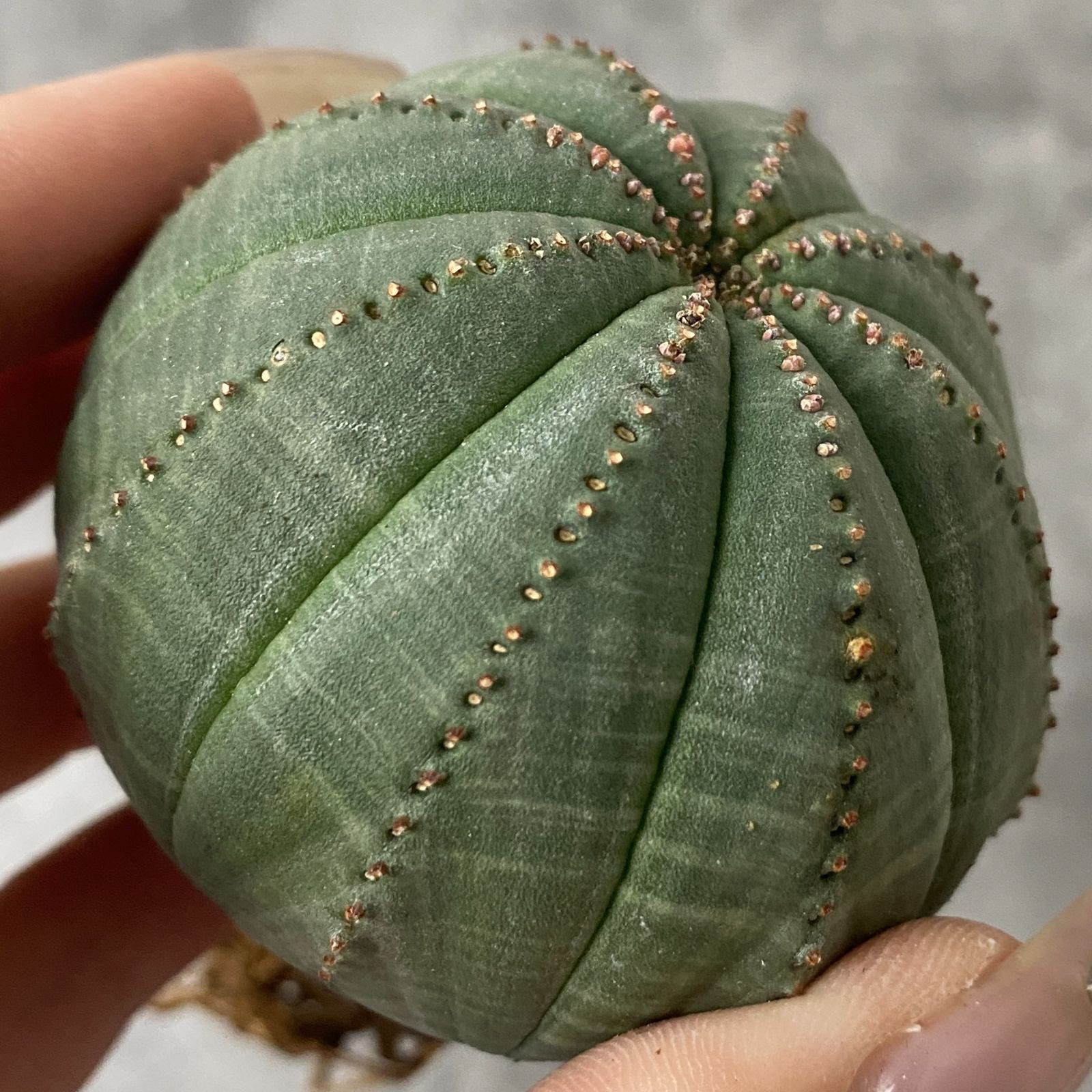 B10157☆オークション販売☆ ユーフォルビア オベサ 極上木化株！！美