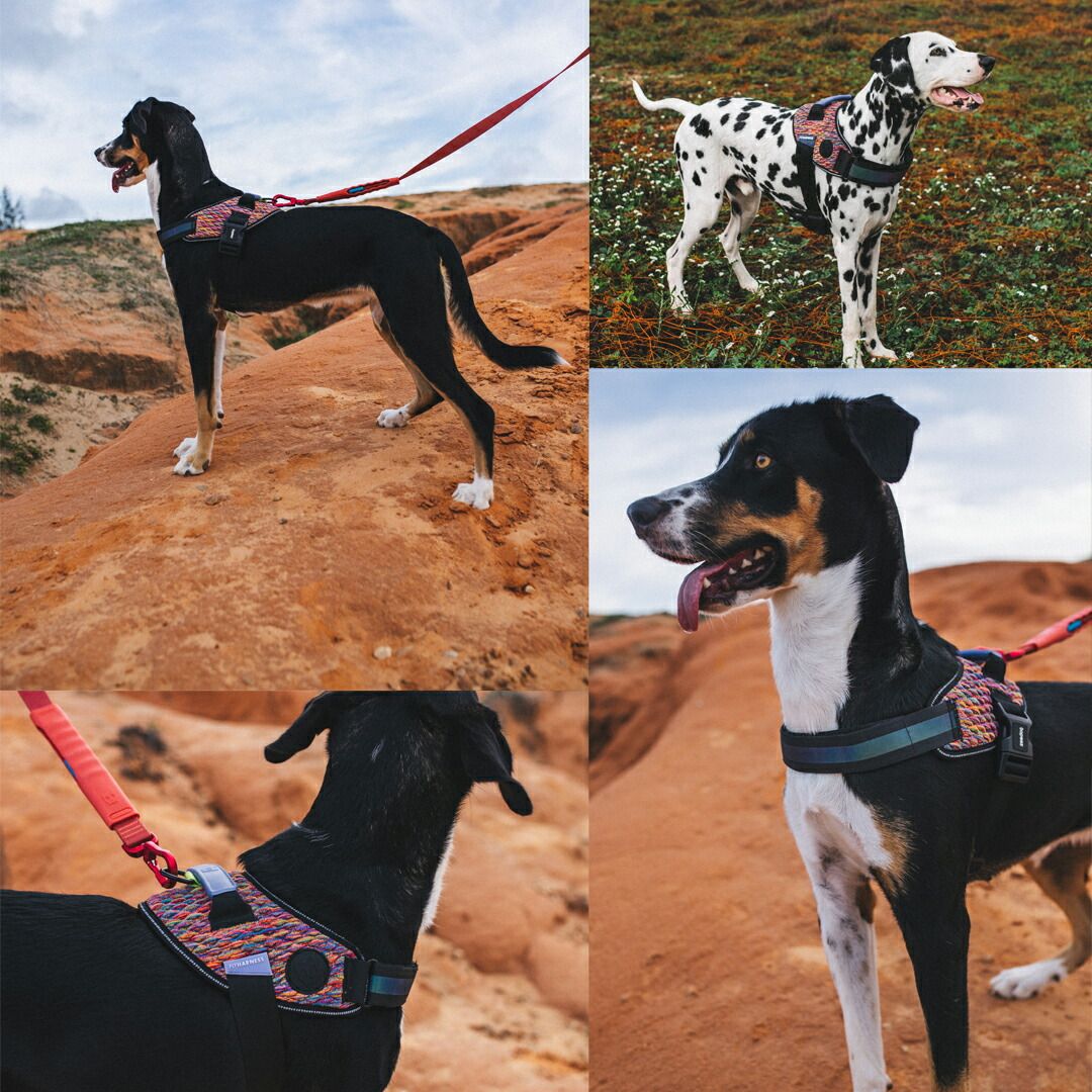 zee.dog ジードッグ FLY HARNESS/フライハーネス VORTEX(ボーテックス