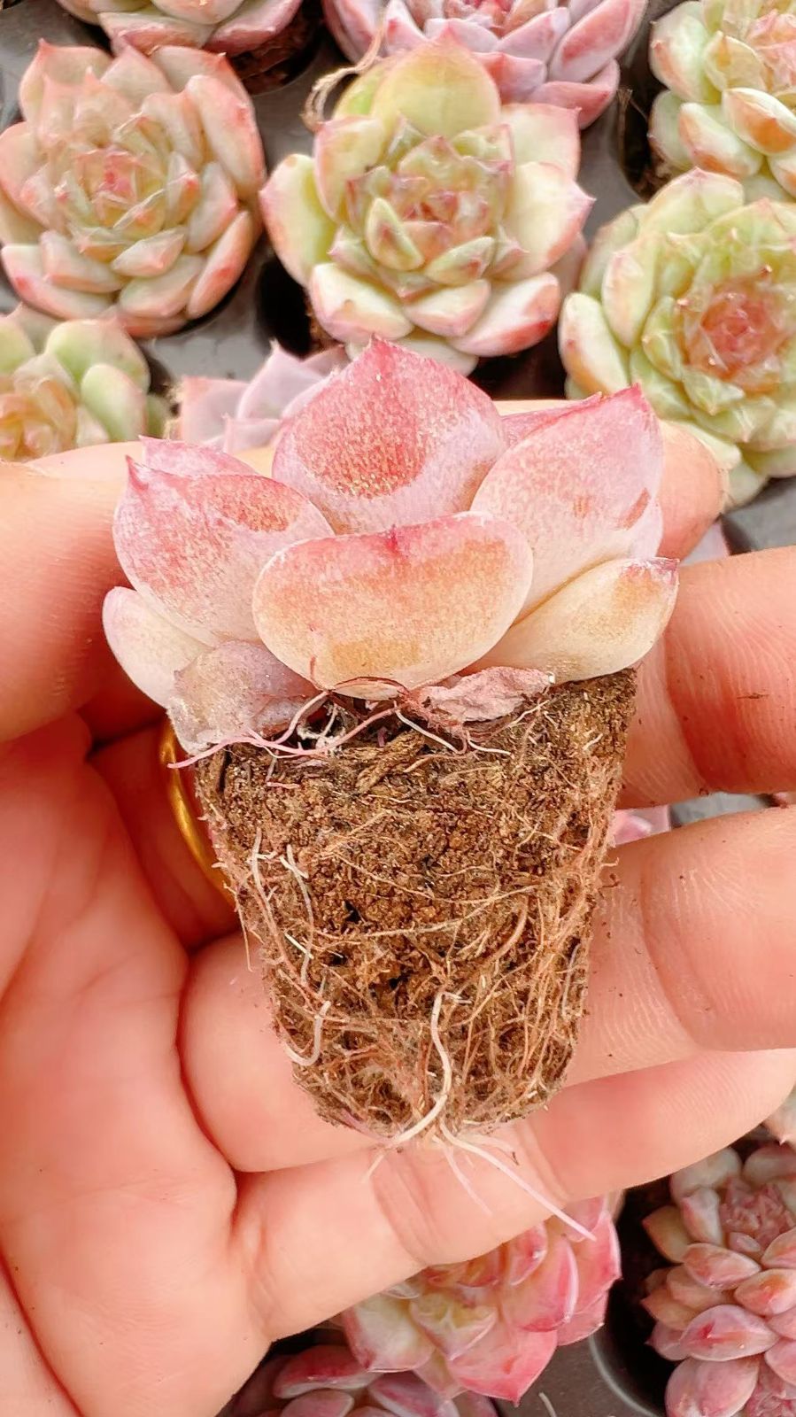 新発売 LL001 飴心 105苗セット 土と根付き 多肉植物 エケベリア 韓国