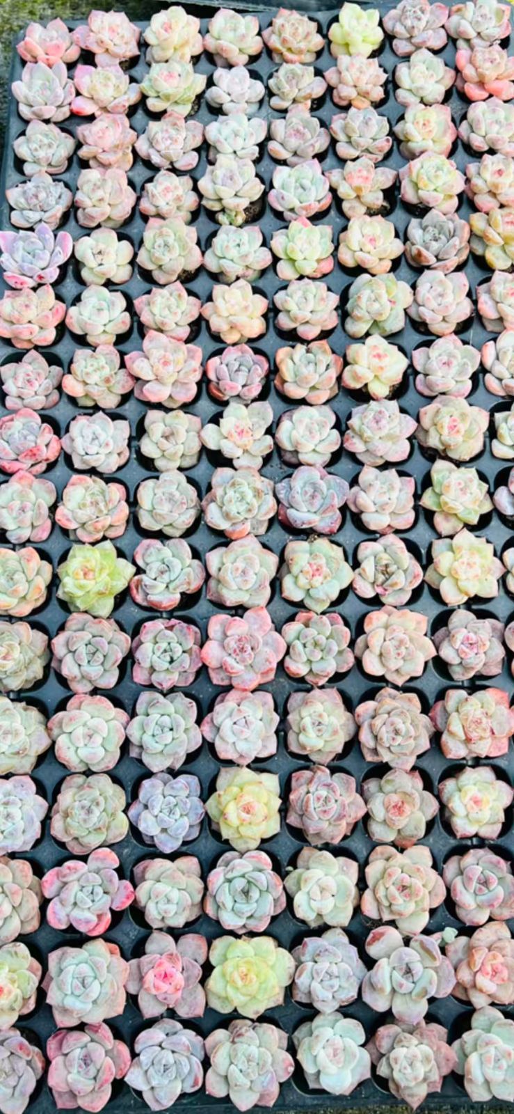 新発売 LL006 イチゴピンク 128苗セット 土と根付き 多肉植物