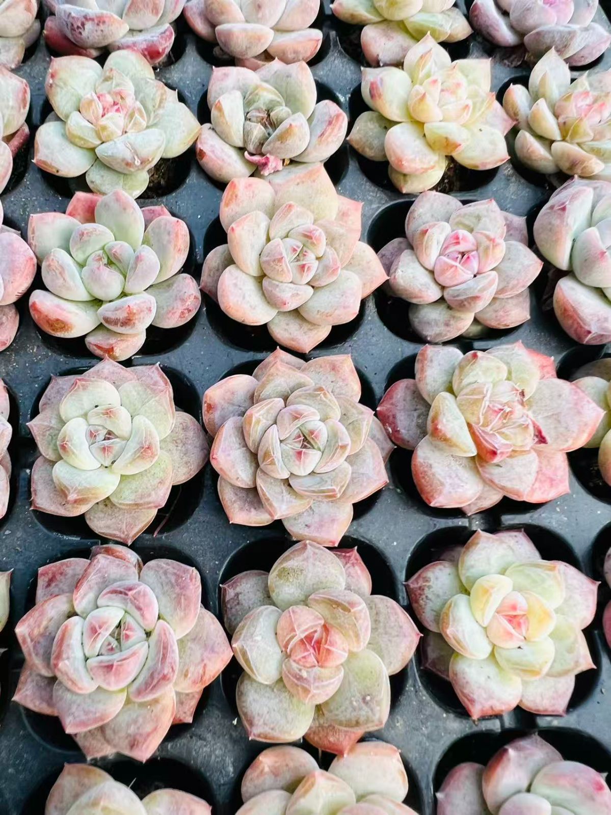 B788　イチゴミルク　土根付き　128苗　多肉 エケベリア 韓国苗 サボテン 新発売 LL006 イチゴピンク 128苗セット 土と根付き 多肉植物