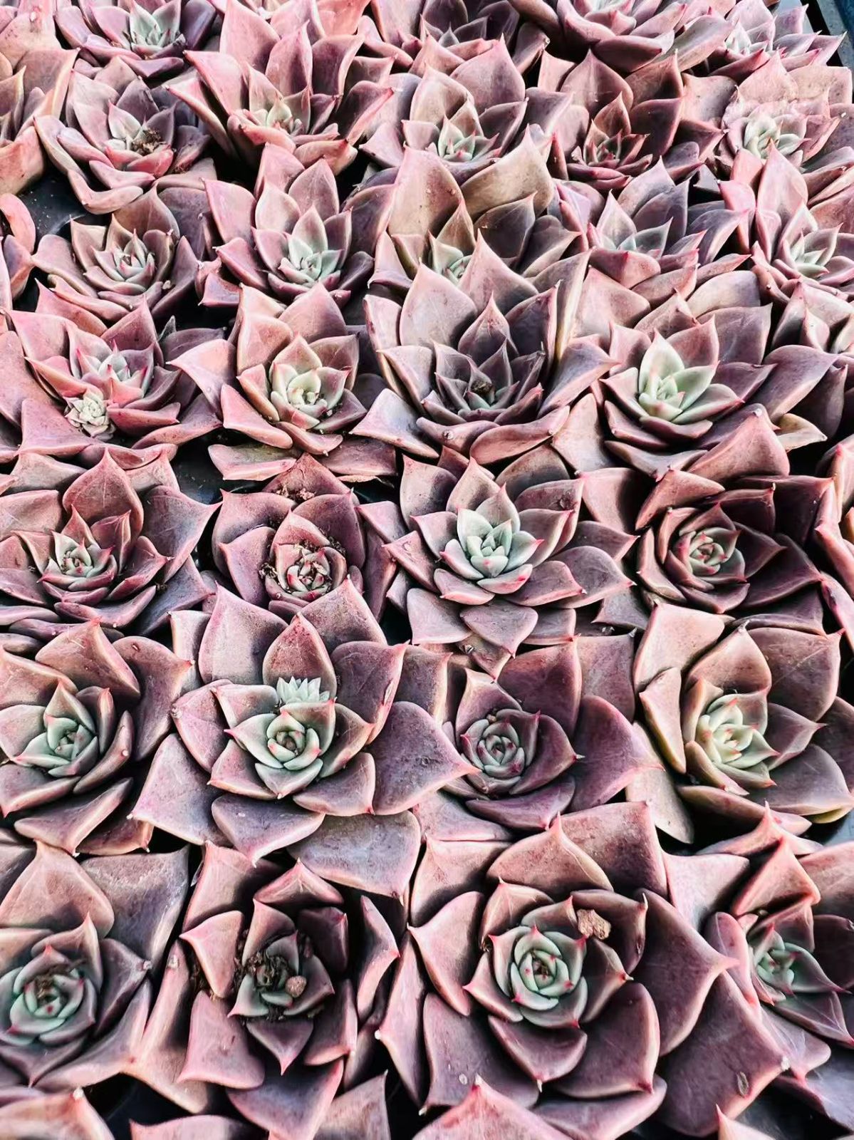 新発売 LL009 ミヤ 105苗セット 土と根付き 多肉植物 エケベリア 韓国