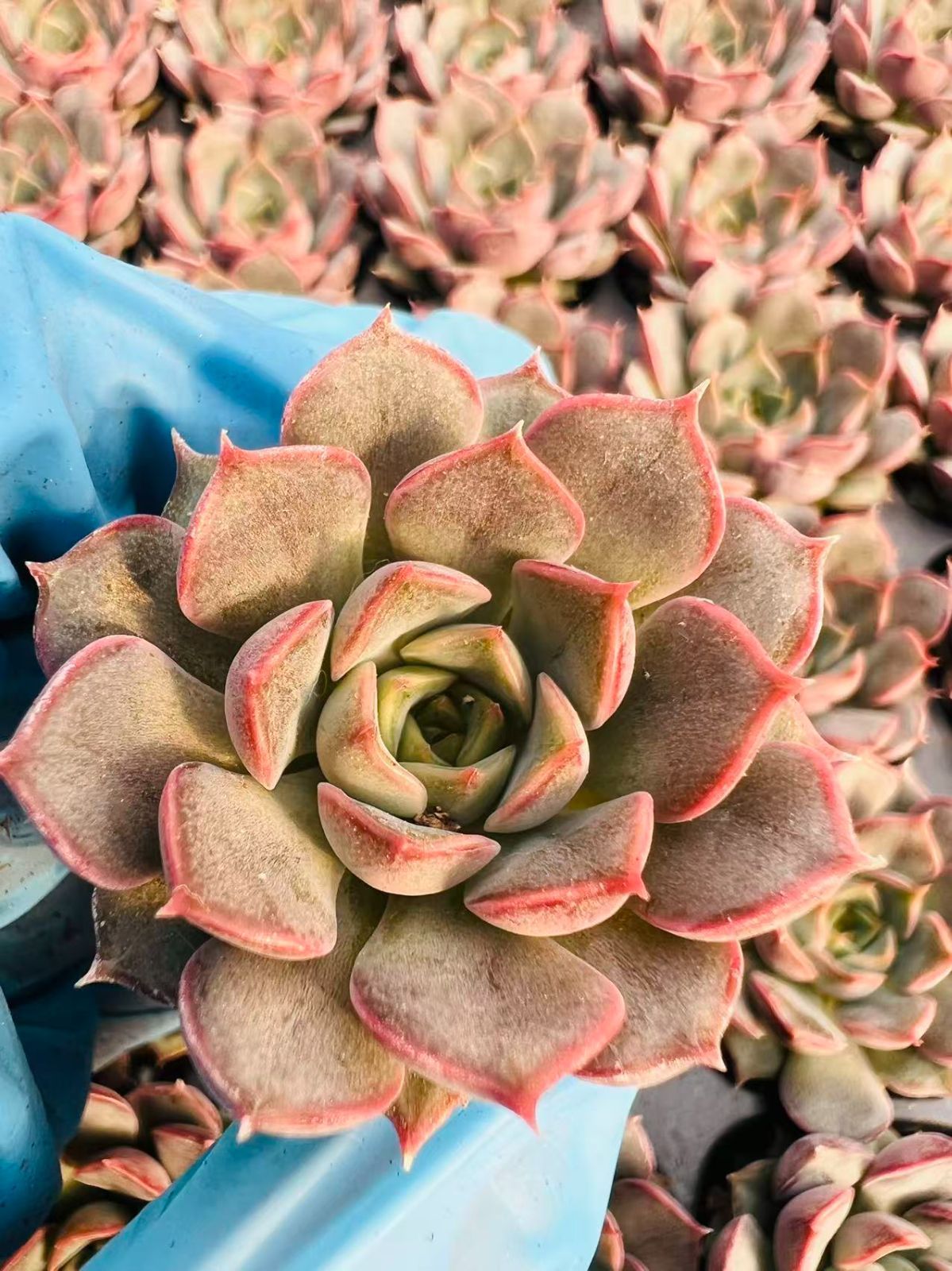 C780　花火　105苗セット　多肉　土根付き　エケベリア　サボテン　韓国苗 C780花火105苗セット多肉土根付きエケベリアサボテン韓国苗