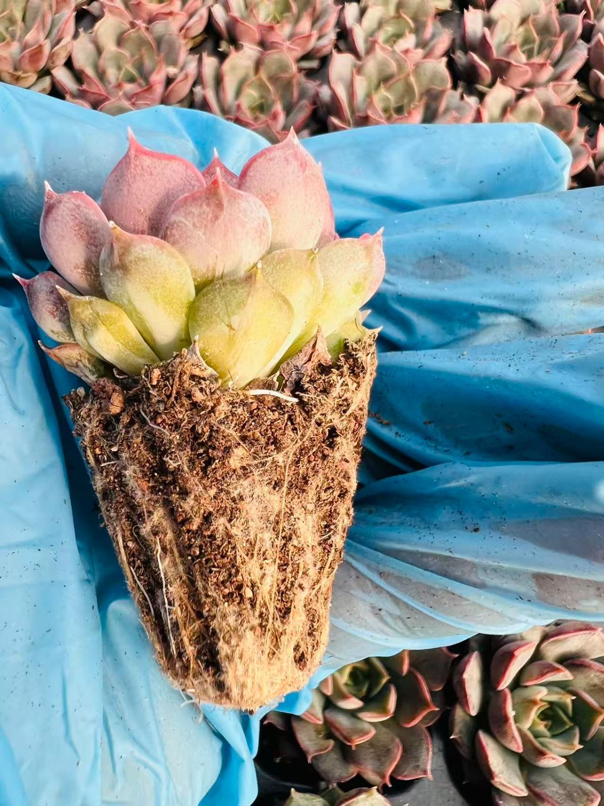 T*K様 R64 15種類の土と根付き105苗セット 多肉 エケベリア