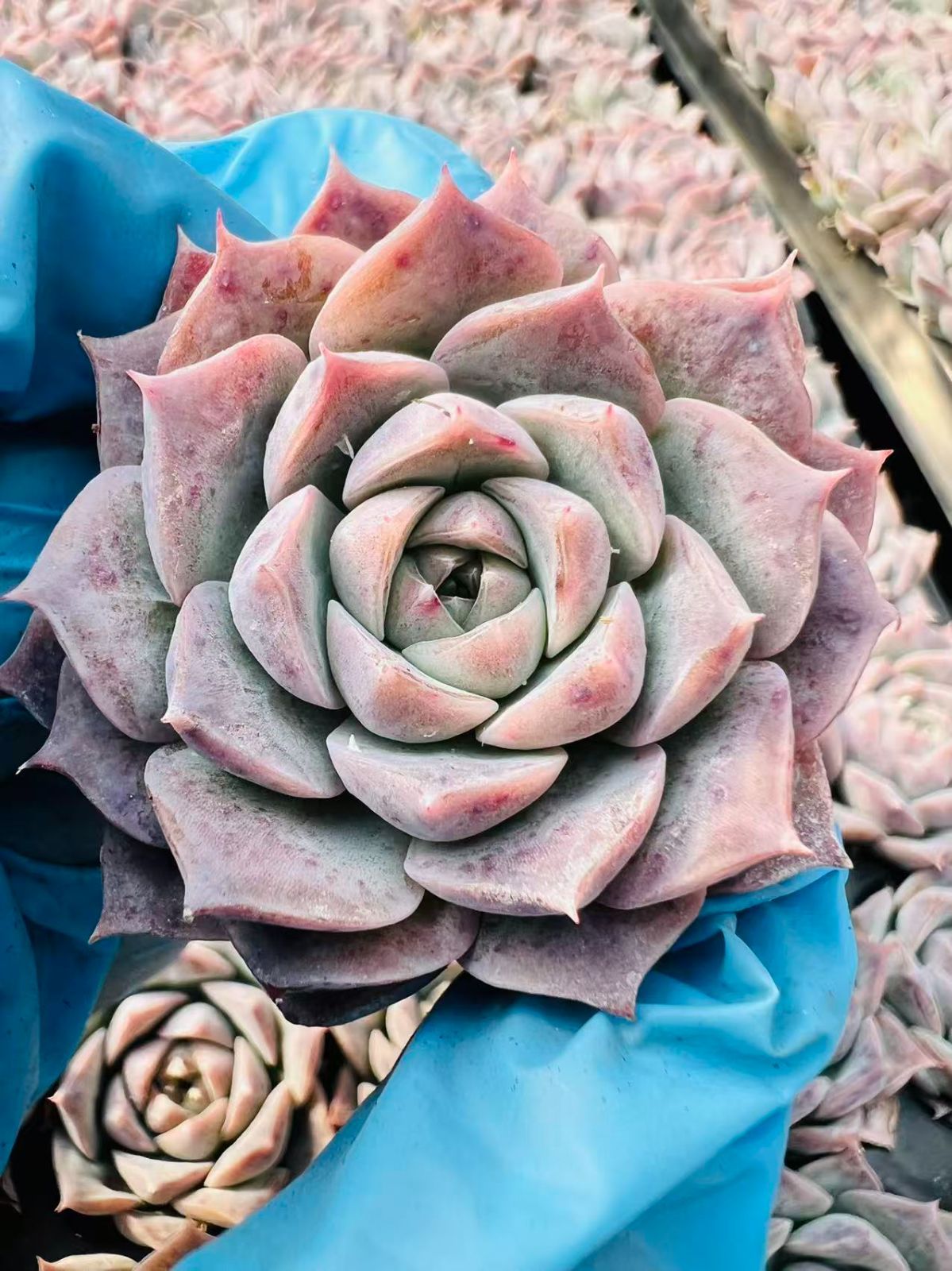 新発売 LL011 ポセイドン 128苗セット 土と根付き 多肉植物 エケベリア