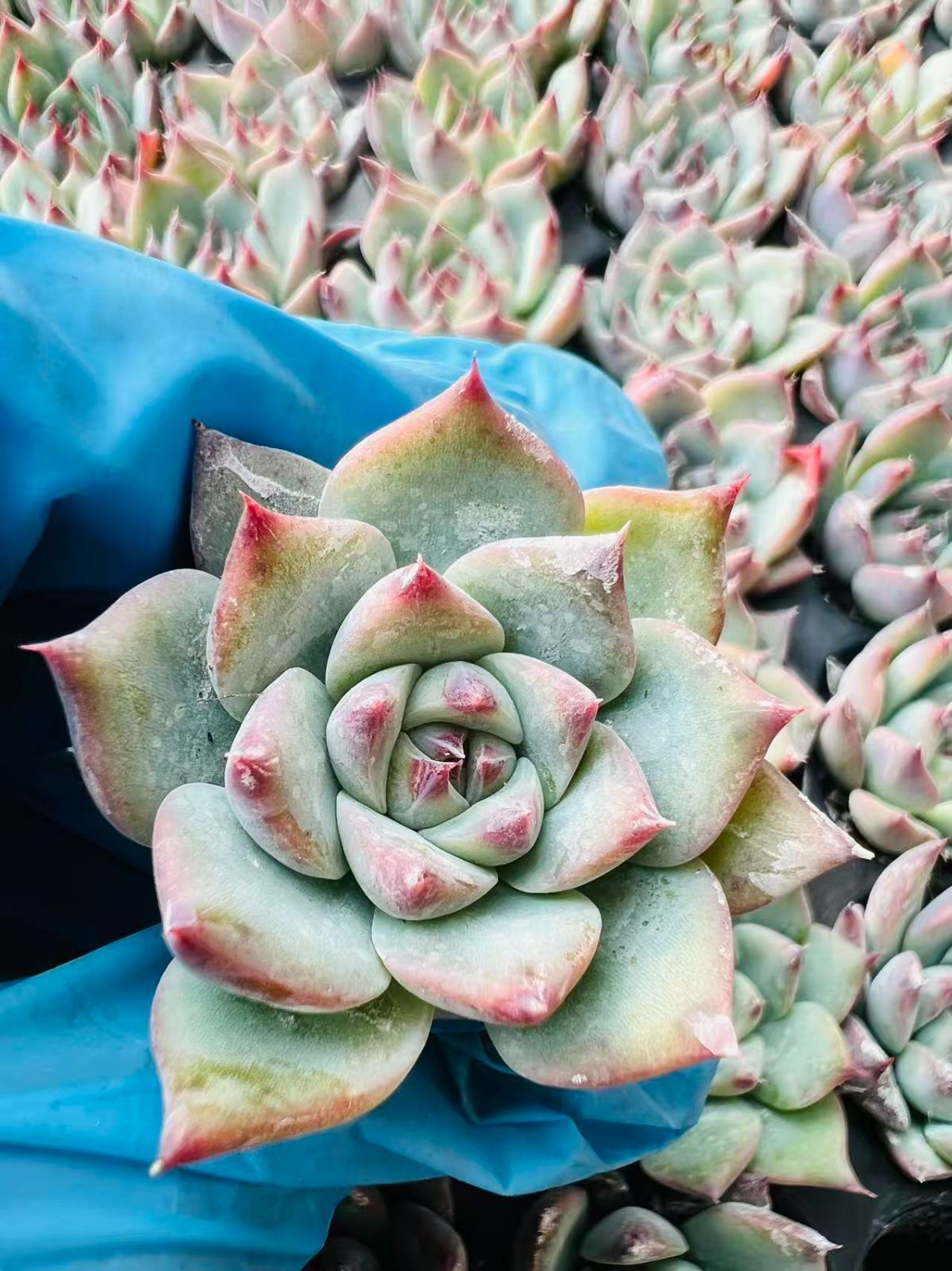 多*ん様 K1167 キャンデー 52株 多肉植物 抜き苗 エケベリア 韓国苗 多